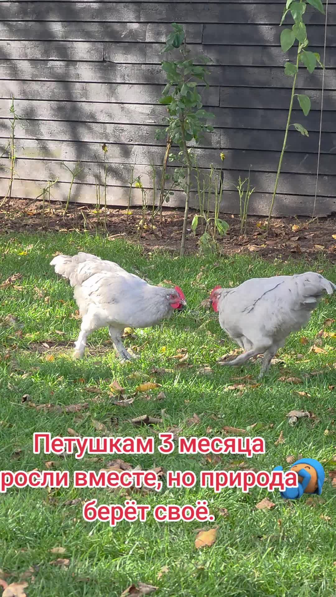 @Svetlana