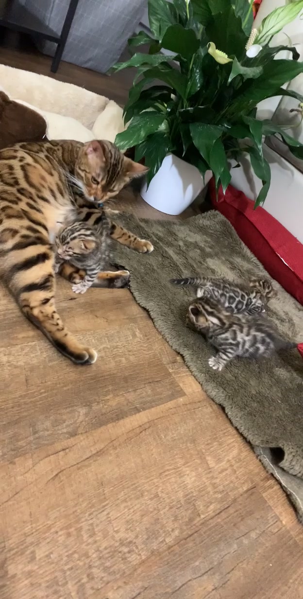 @Bengal Cats
