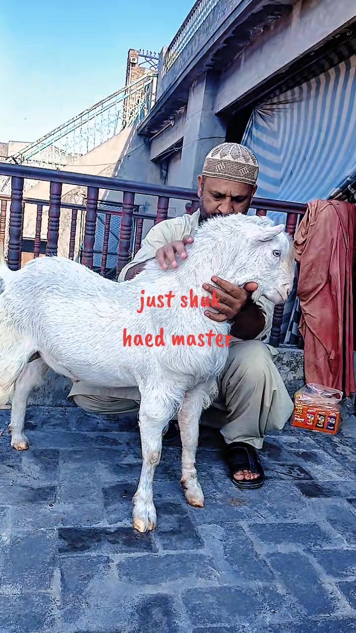 @Asif salad wala