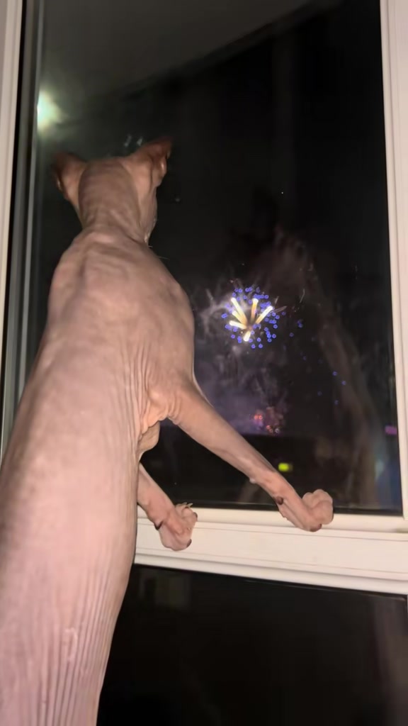 @Sphynxcat