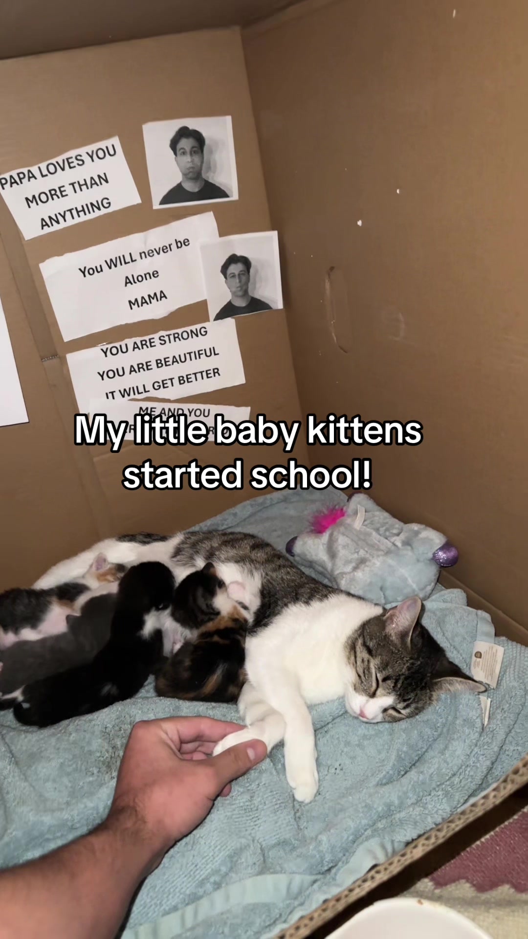 @Hassanwithkittens