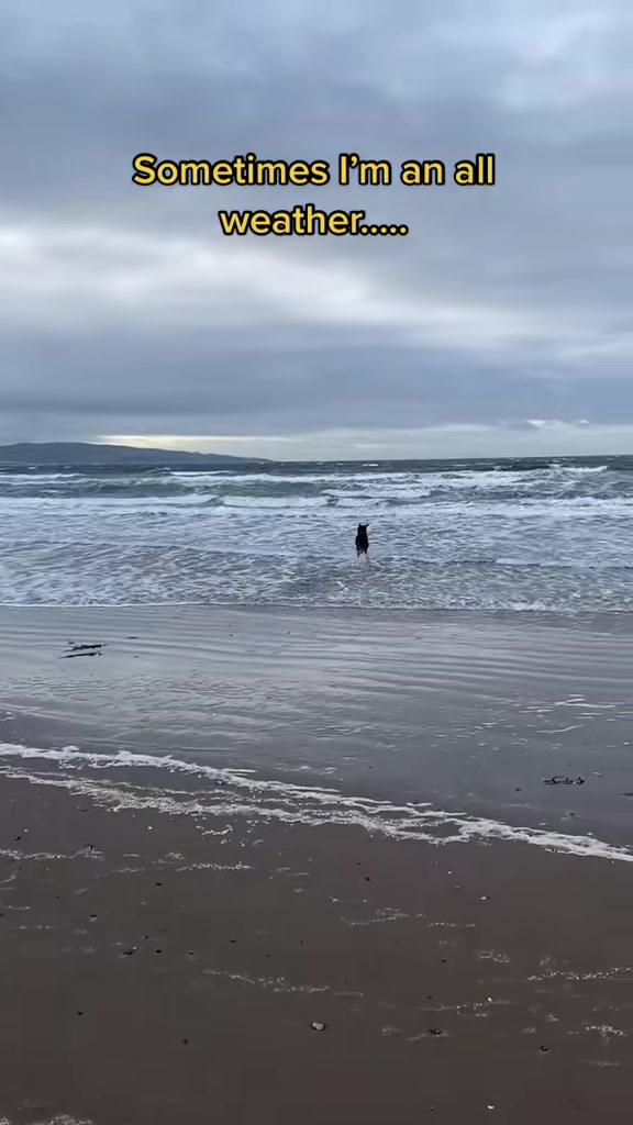 @Kali the Collie Labrador