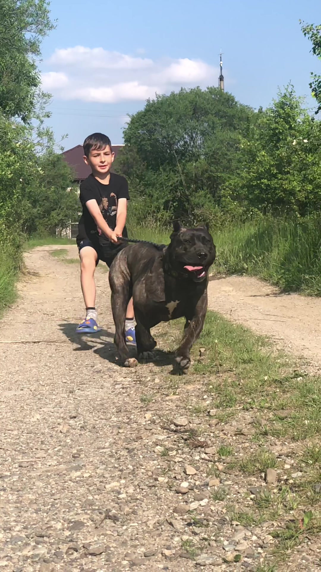 @Presa Canario Varro Bull