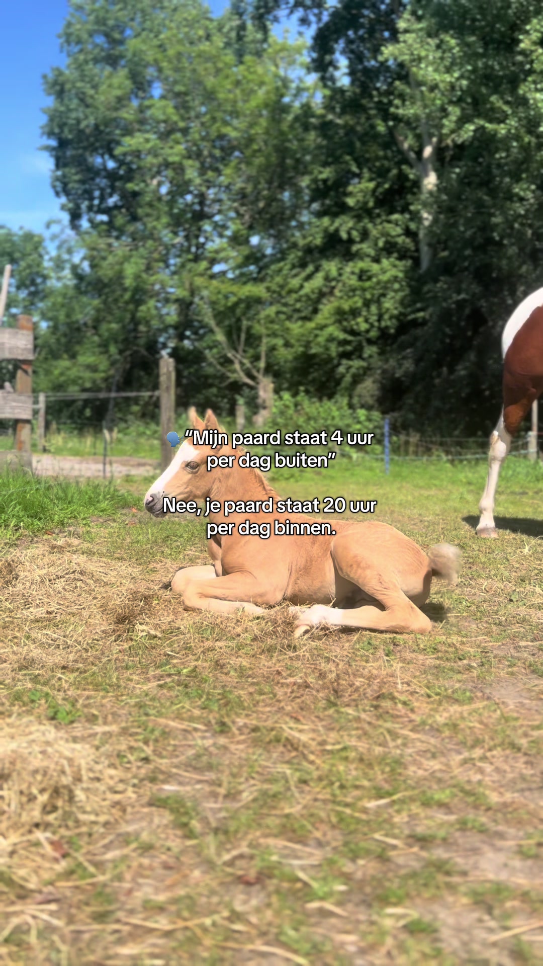 @idh_horses