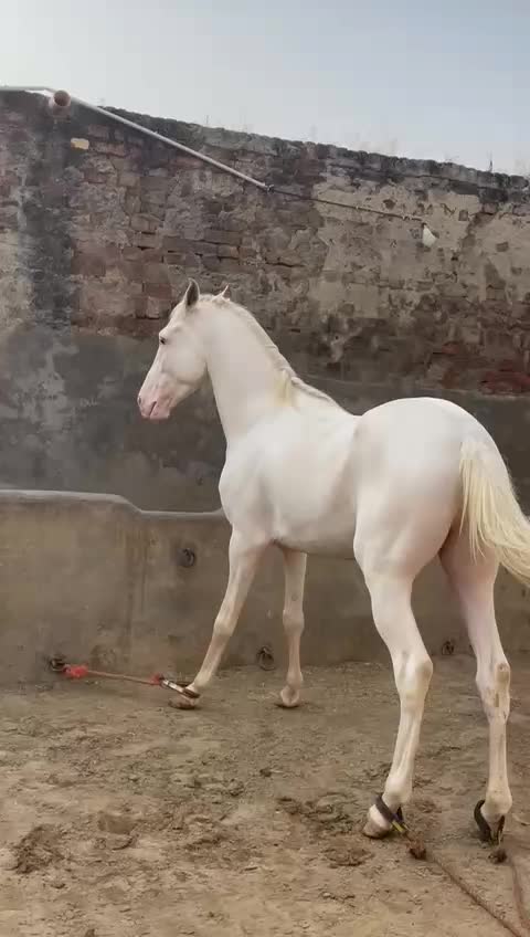 @majid kataria