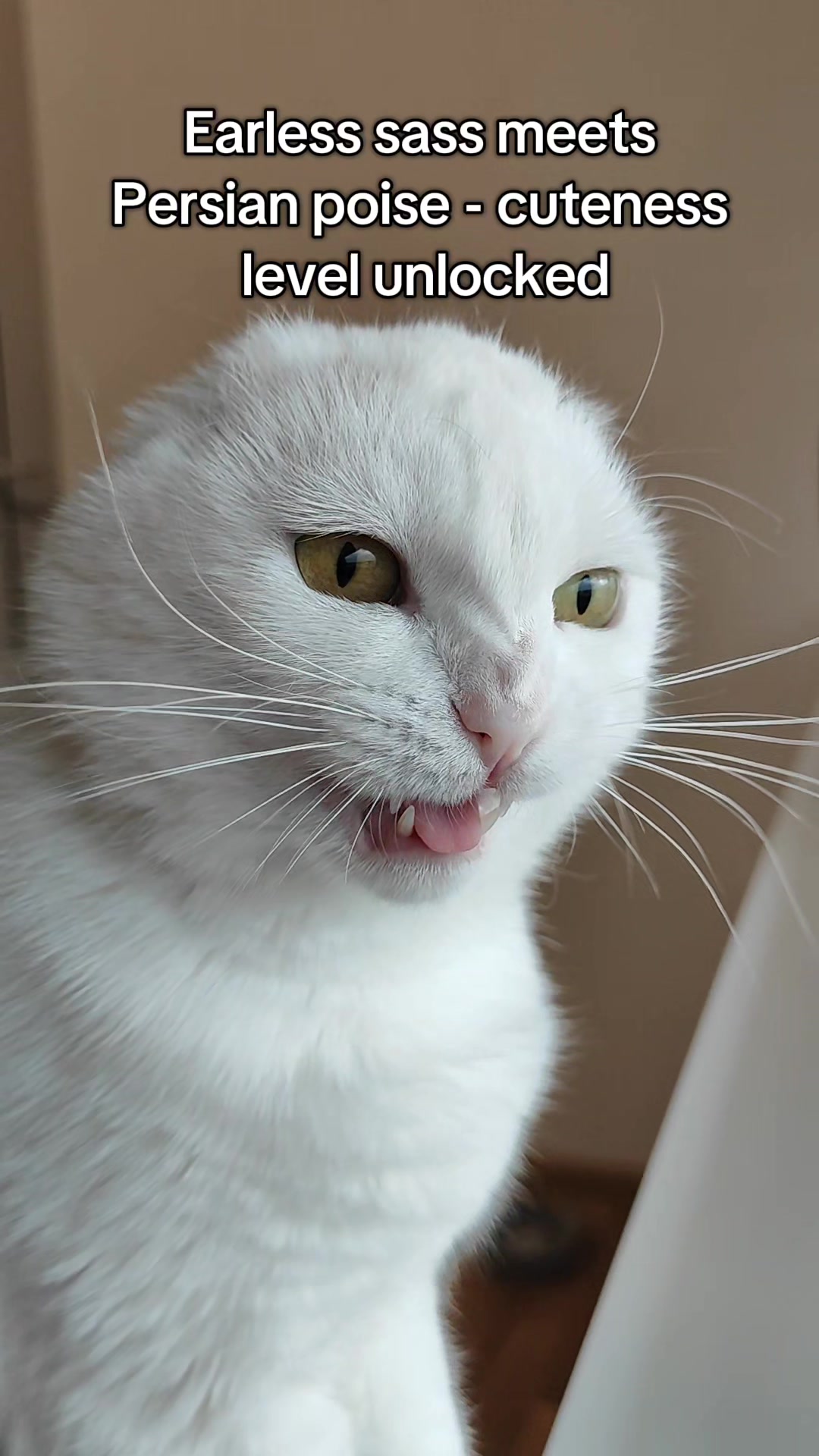 @Fluffy - the persian cat