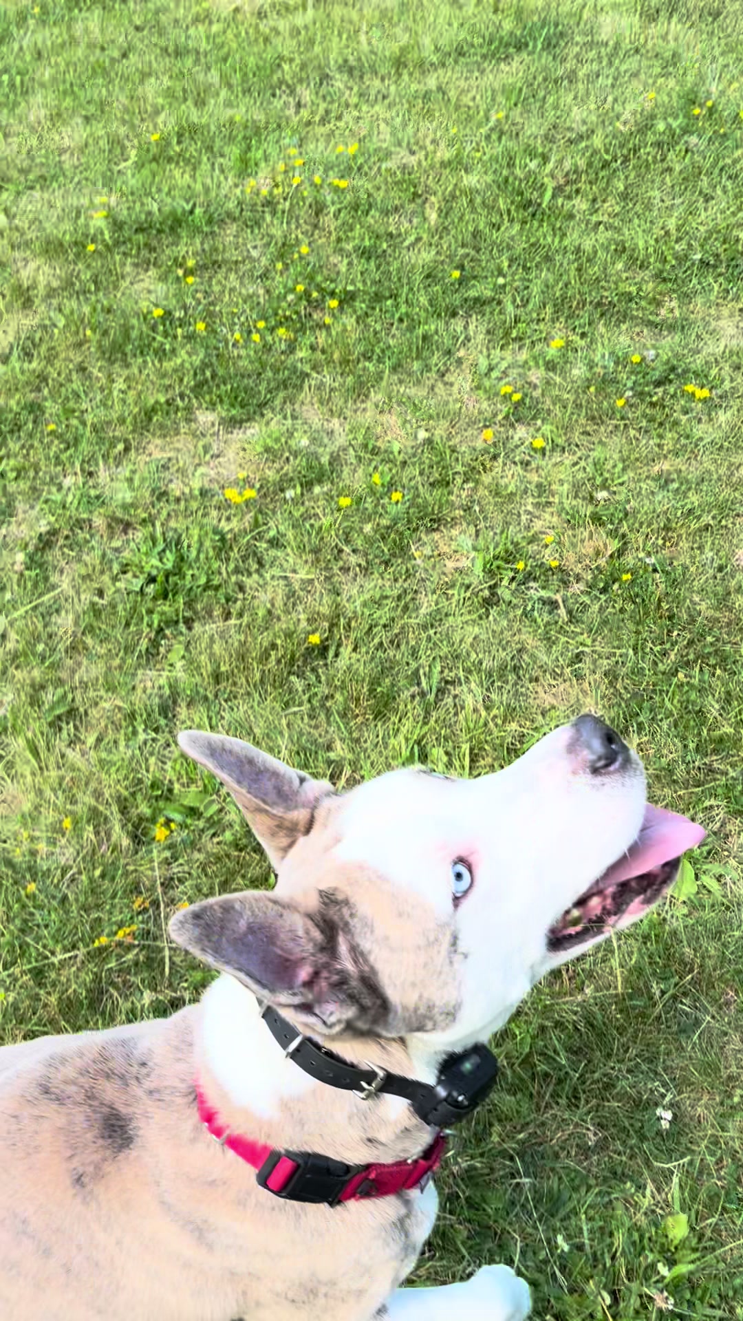 @Jay TheDog Trainer