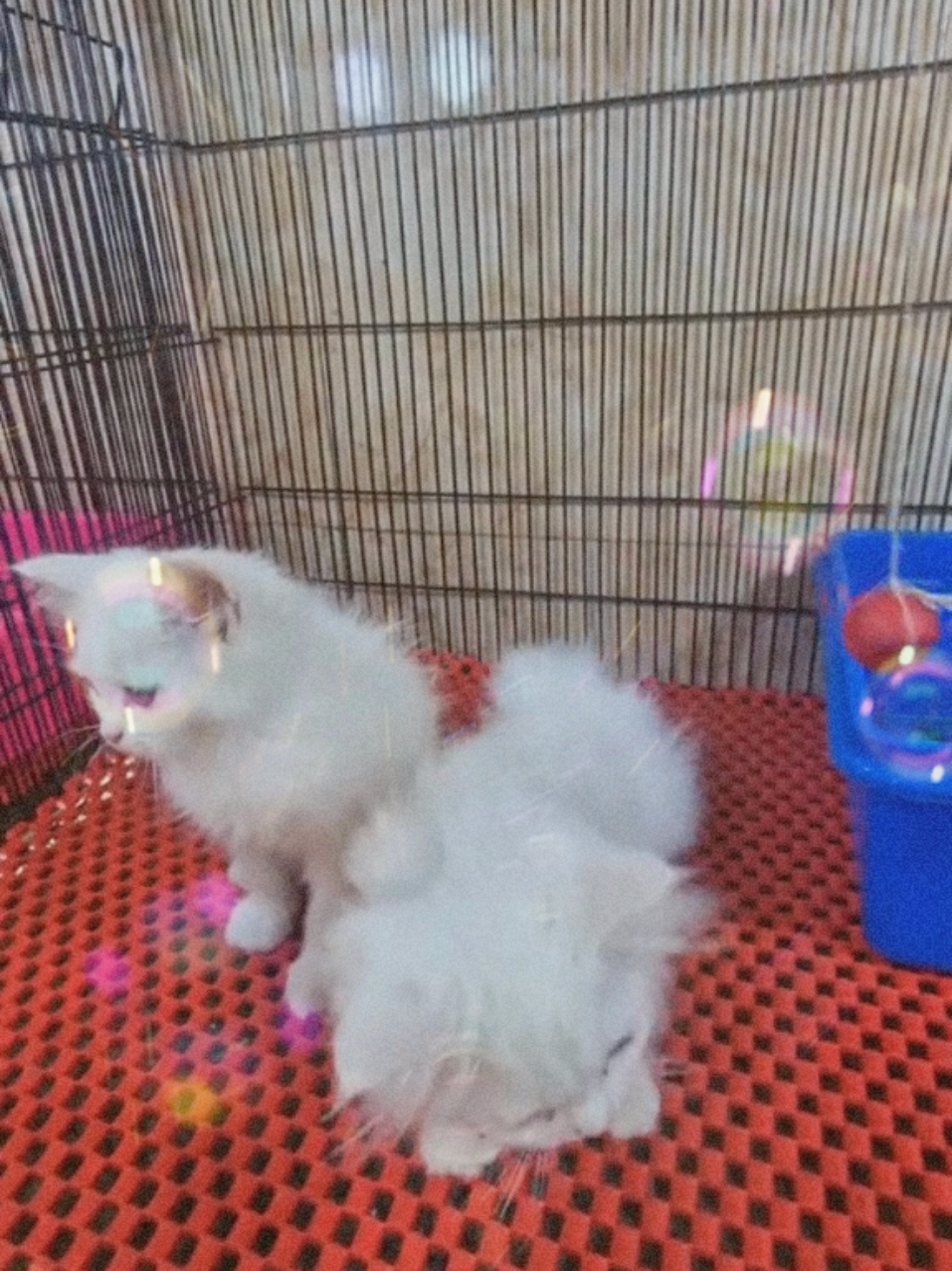 @Pet Lover