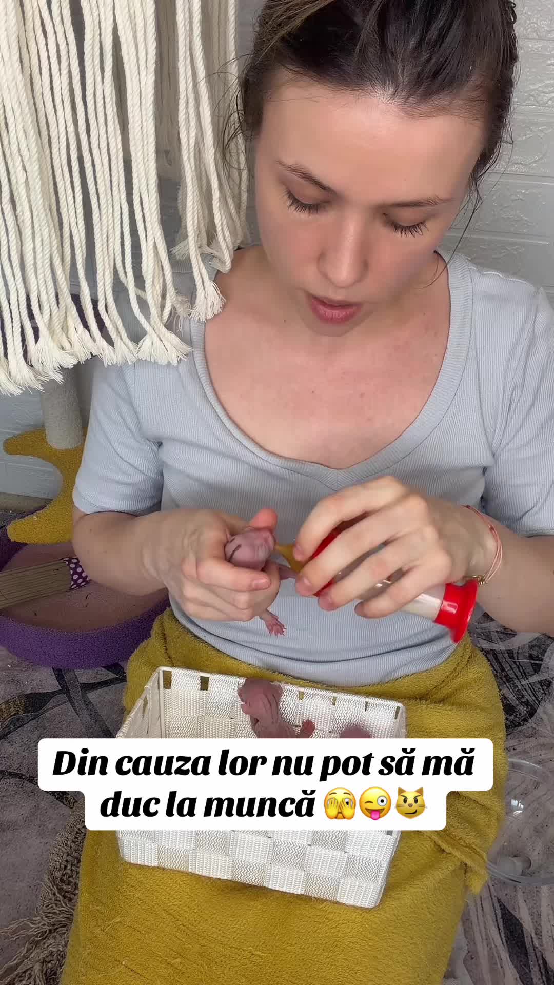 @Diana Ciortan Sphynx Romania