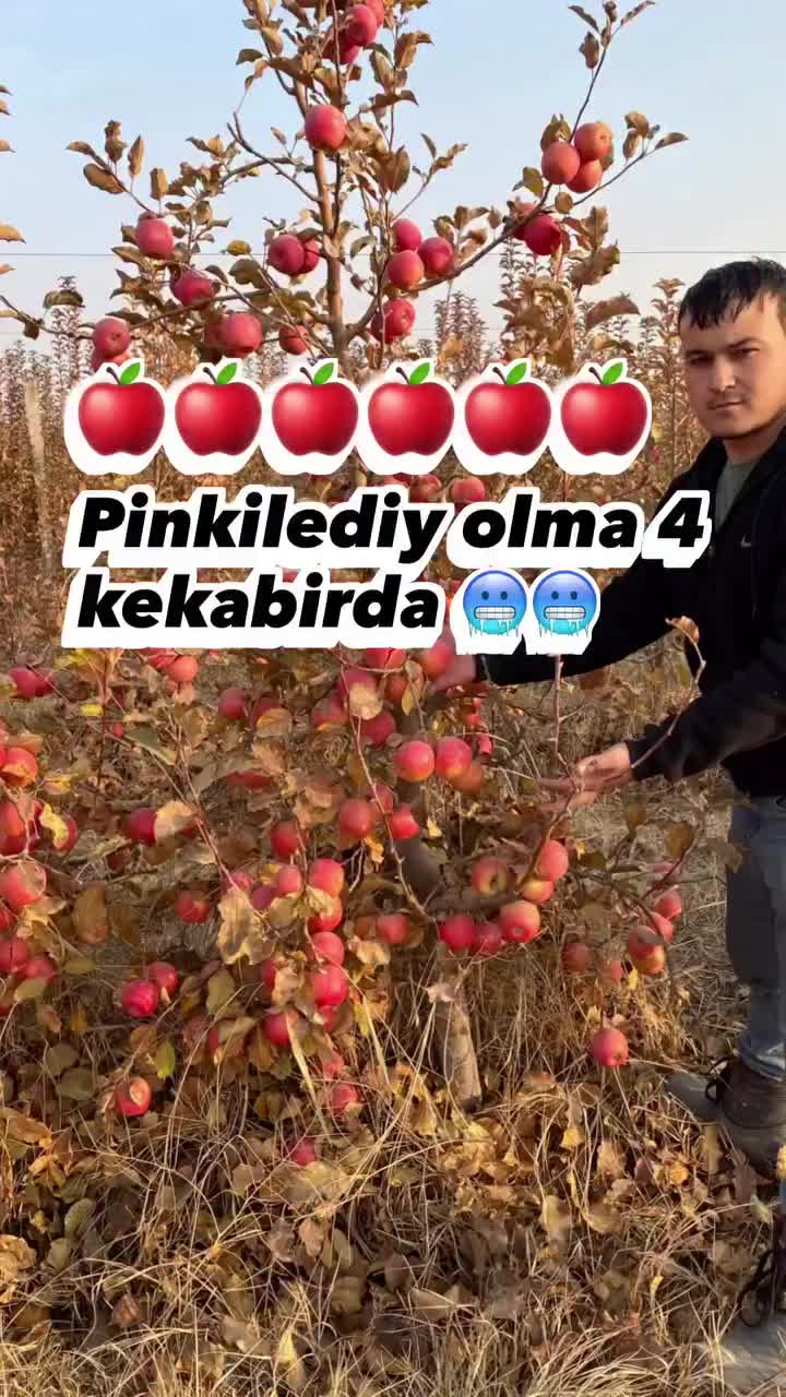@mevali_kochatlar_agroo