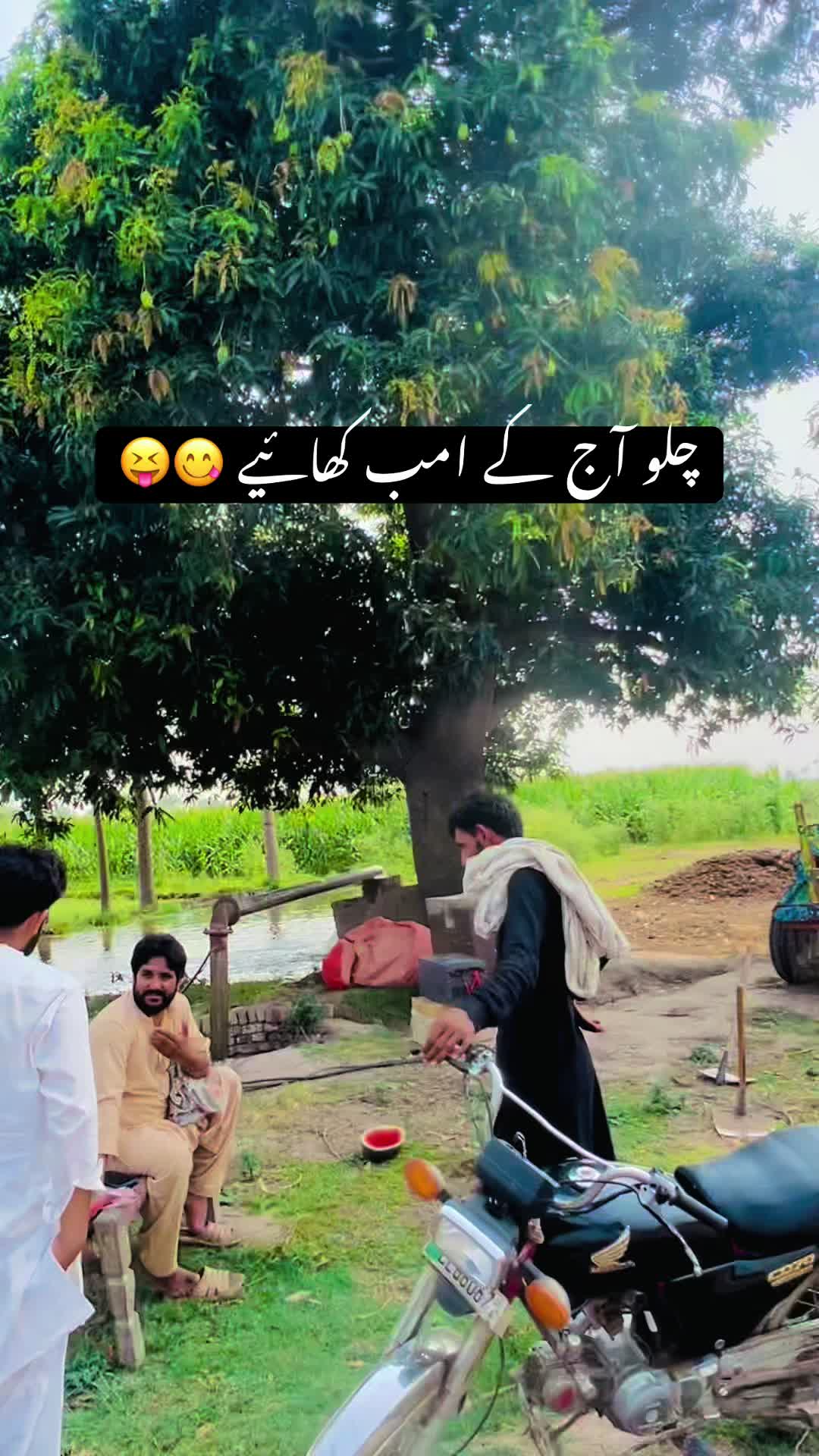 @پینڈو بوائز 378