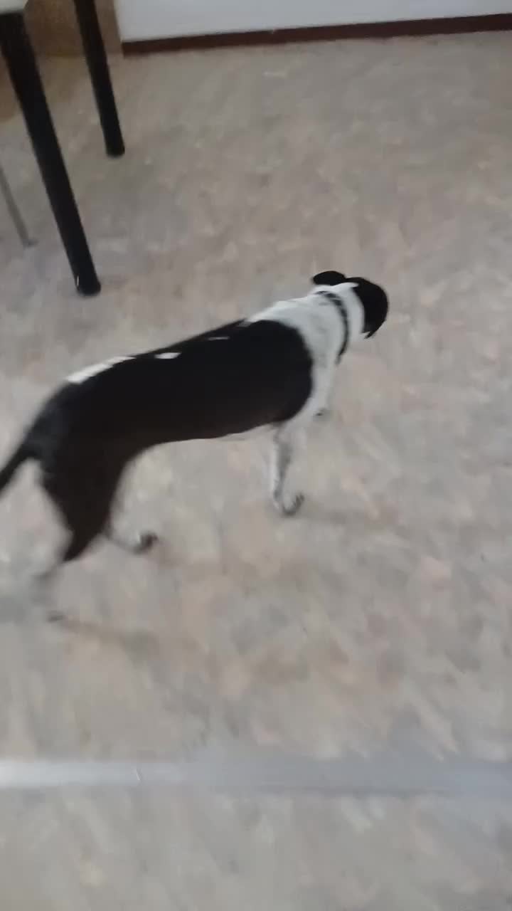 @Buddy the fundog