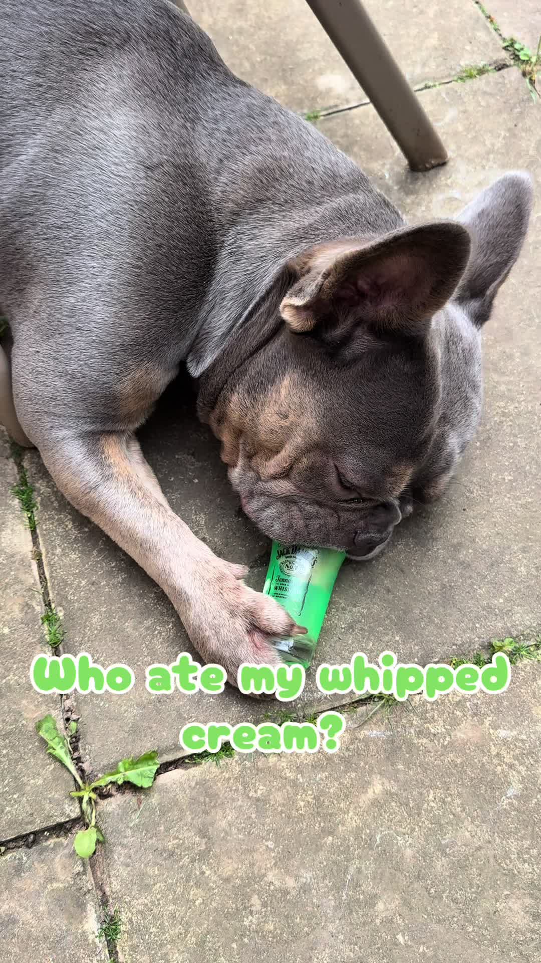 @Diablo the frenchie