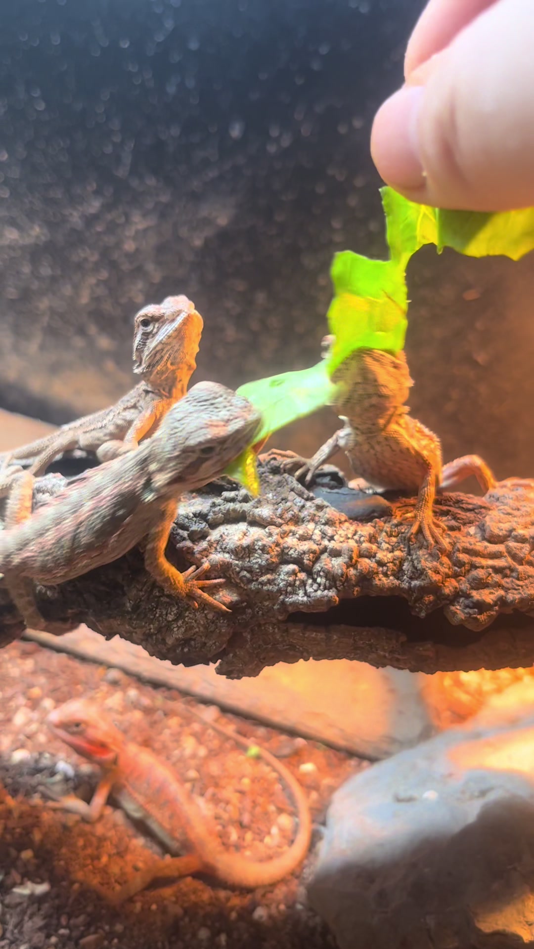 @Dobs Pets and Exotics