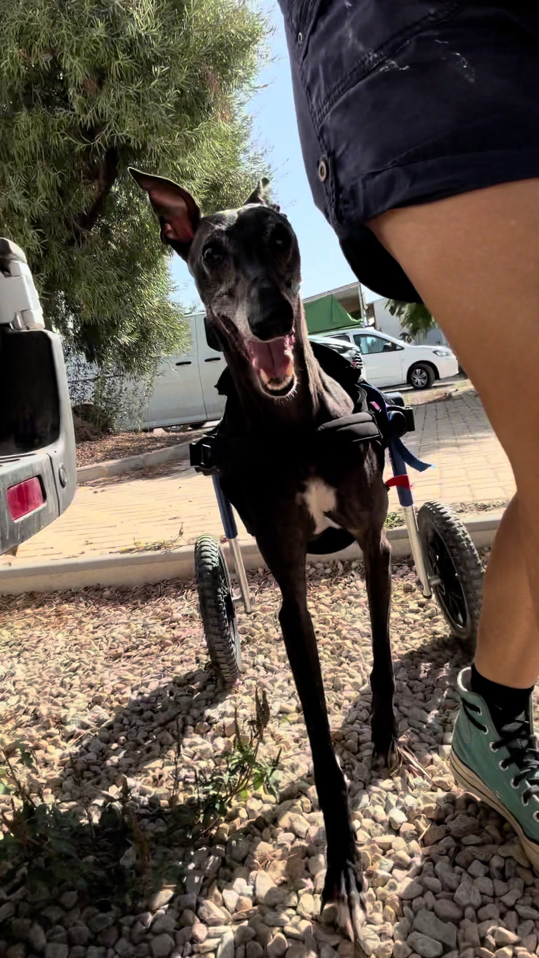 @Galgos del Sol