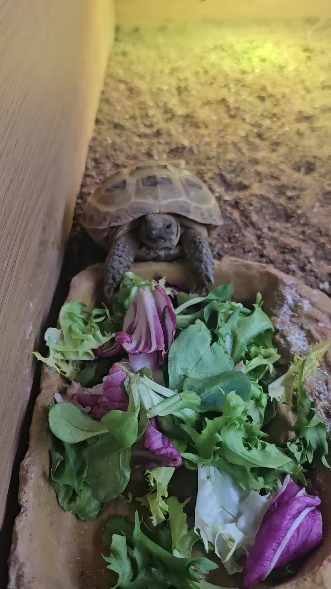 @speedy_the_tortoise