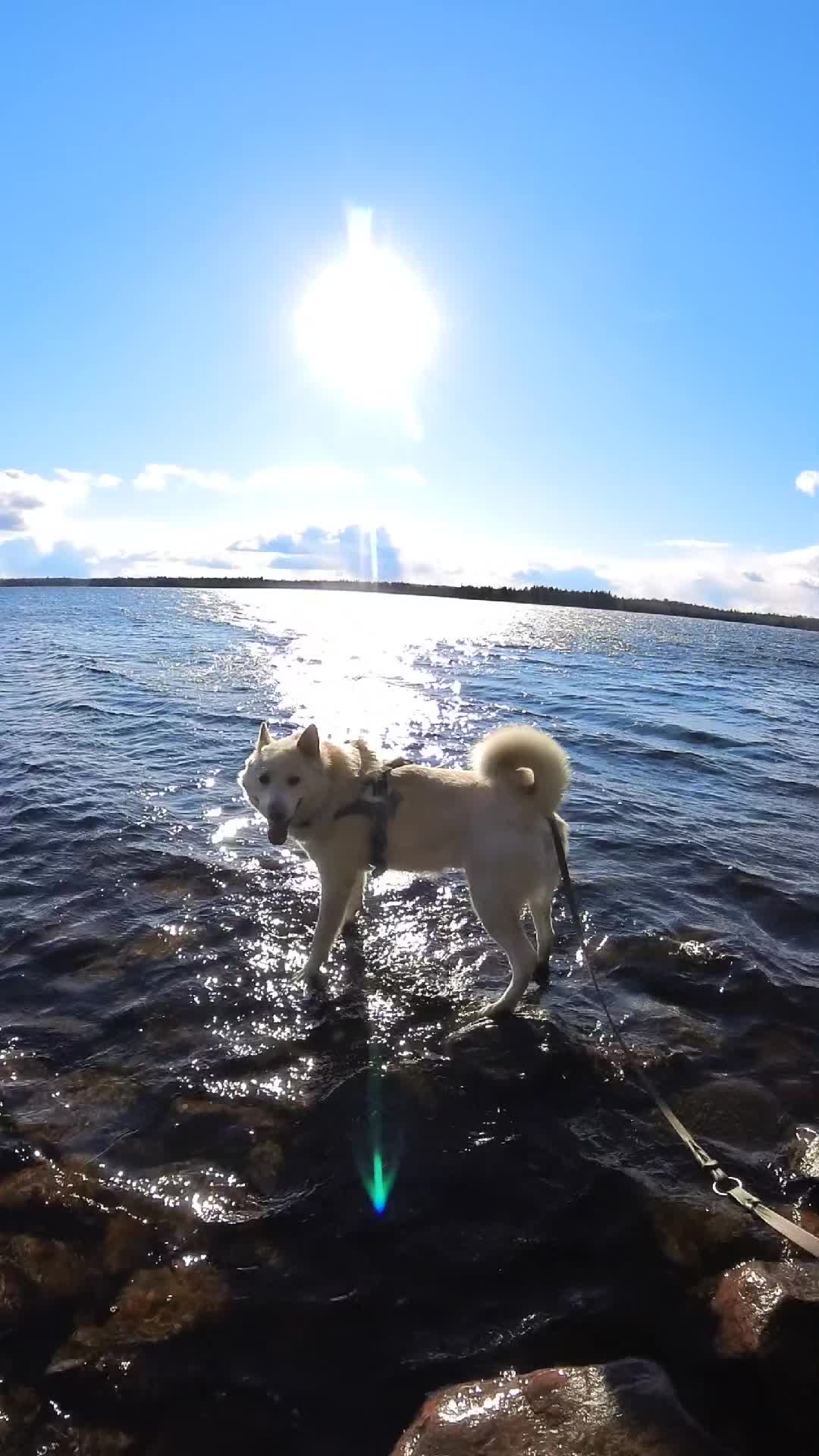 @PawPrintLifestyle 🐾🇫🇮