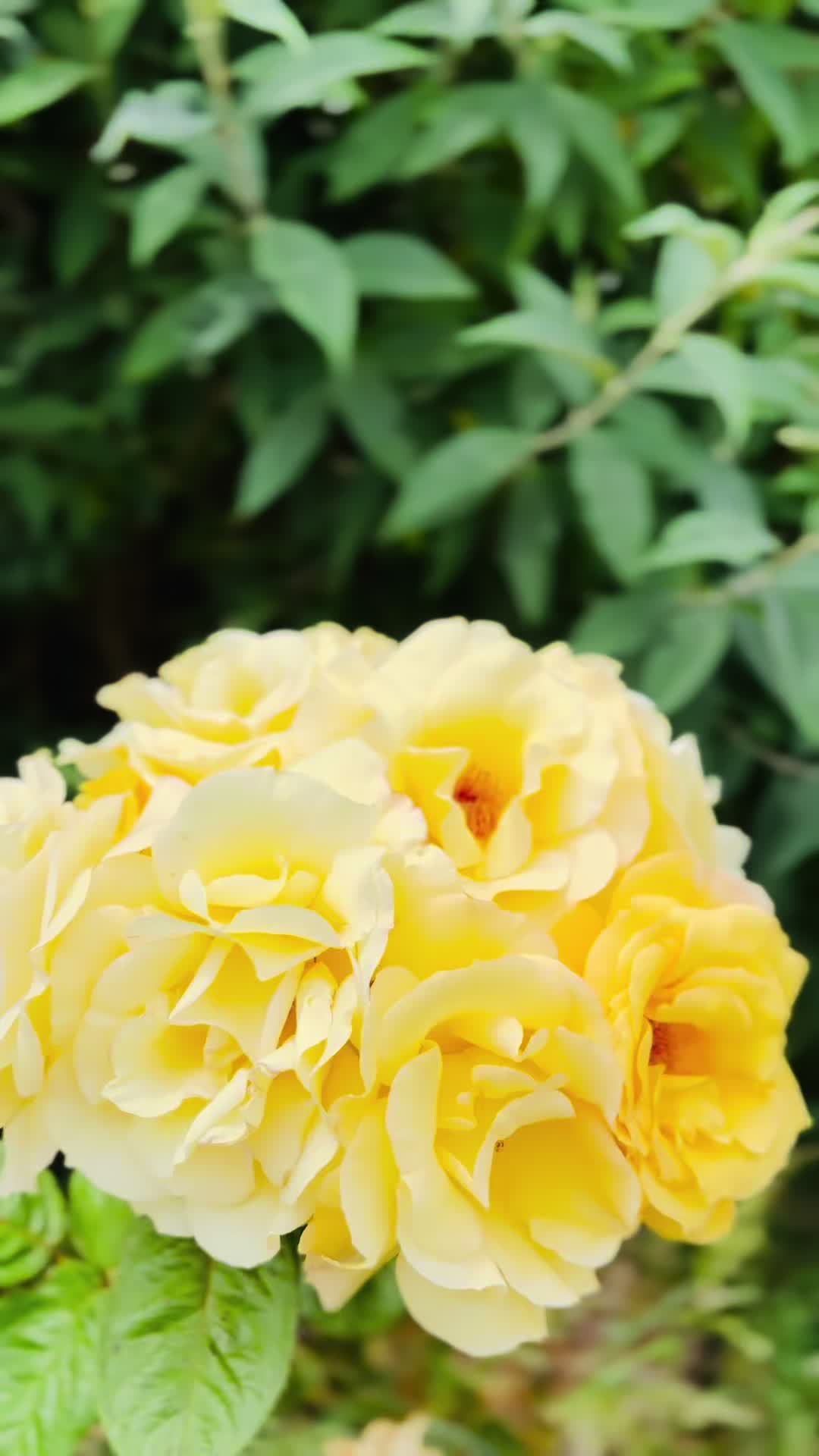 @Sleshma Thapaliya