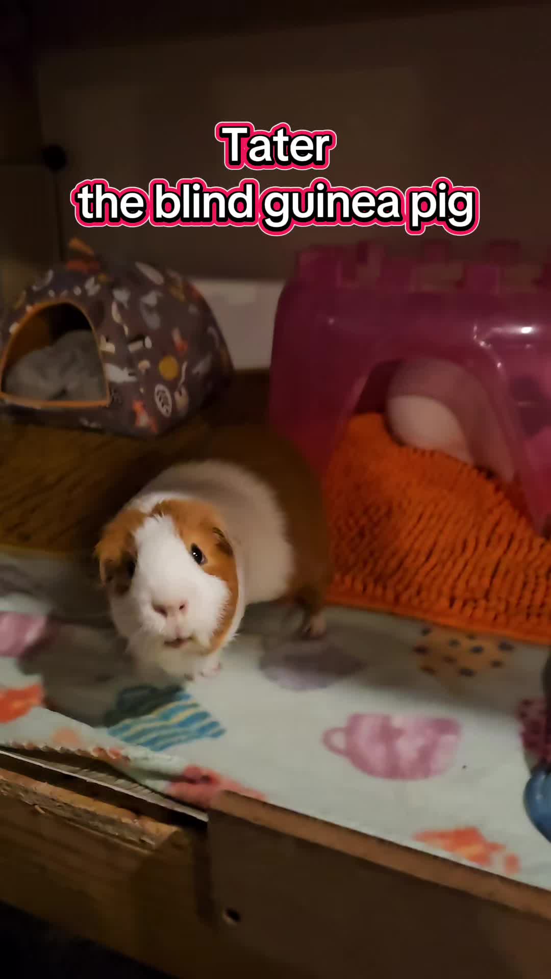 @♡GuineaPiggy♡