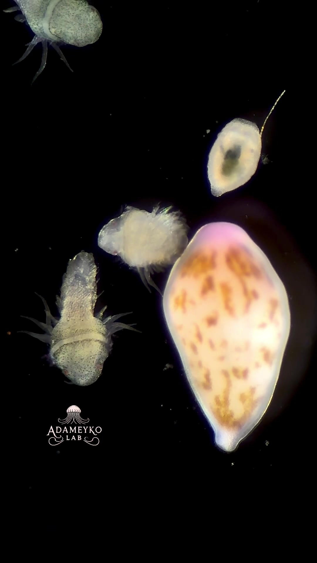 @The_story_of_a_biologist