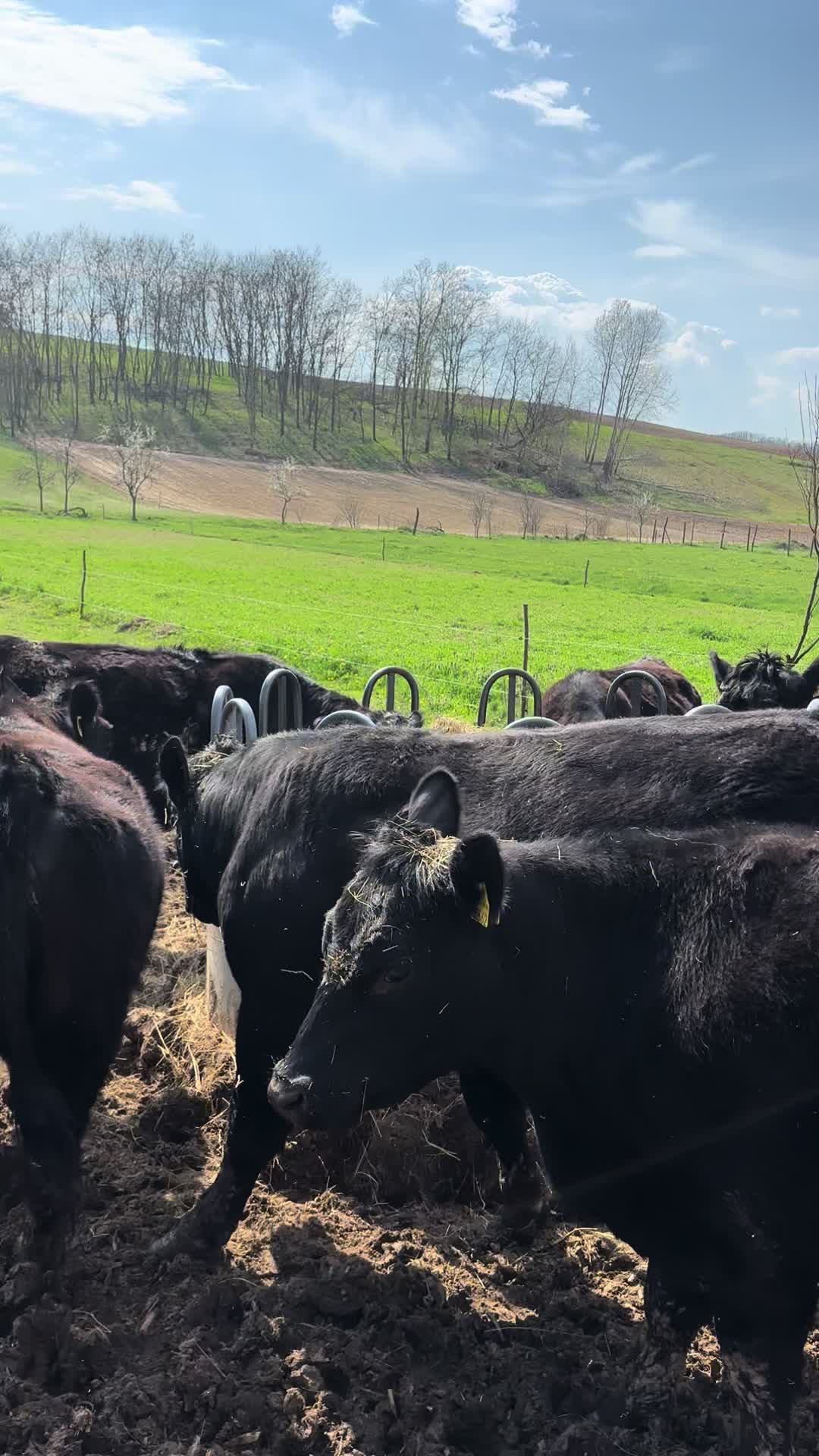 @aberdeen angus🇷🇴