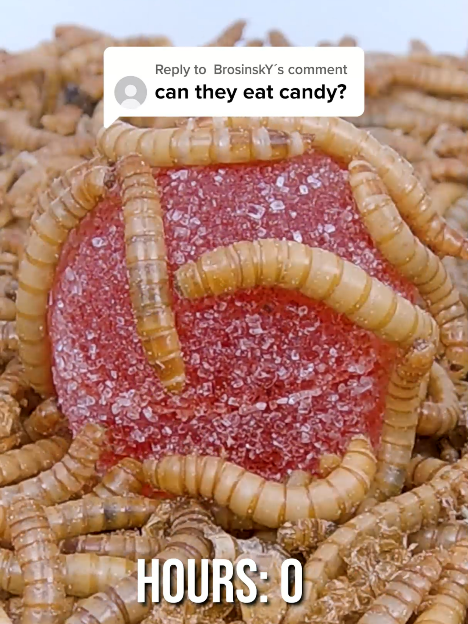 @wormlapse