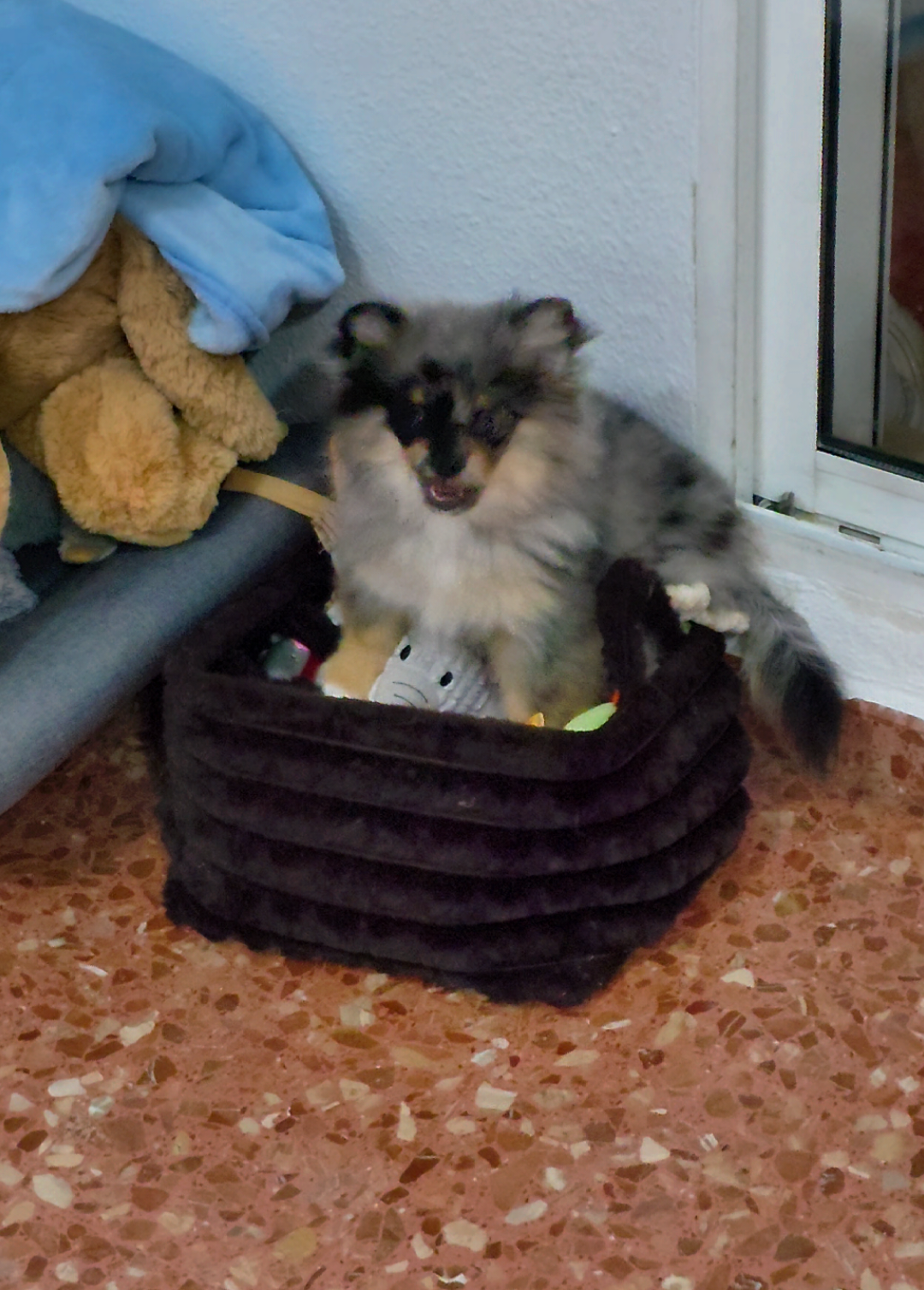 @baloo.the.pom