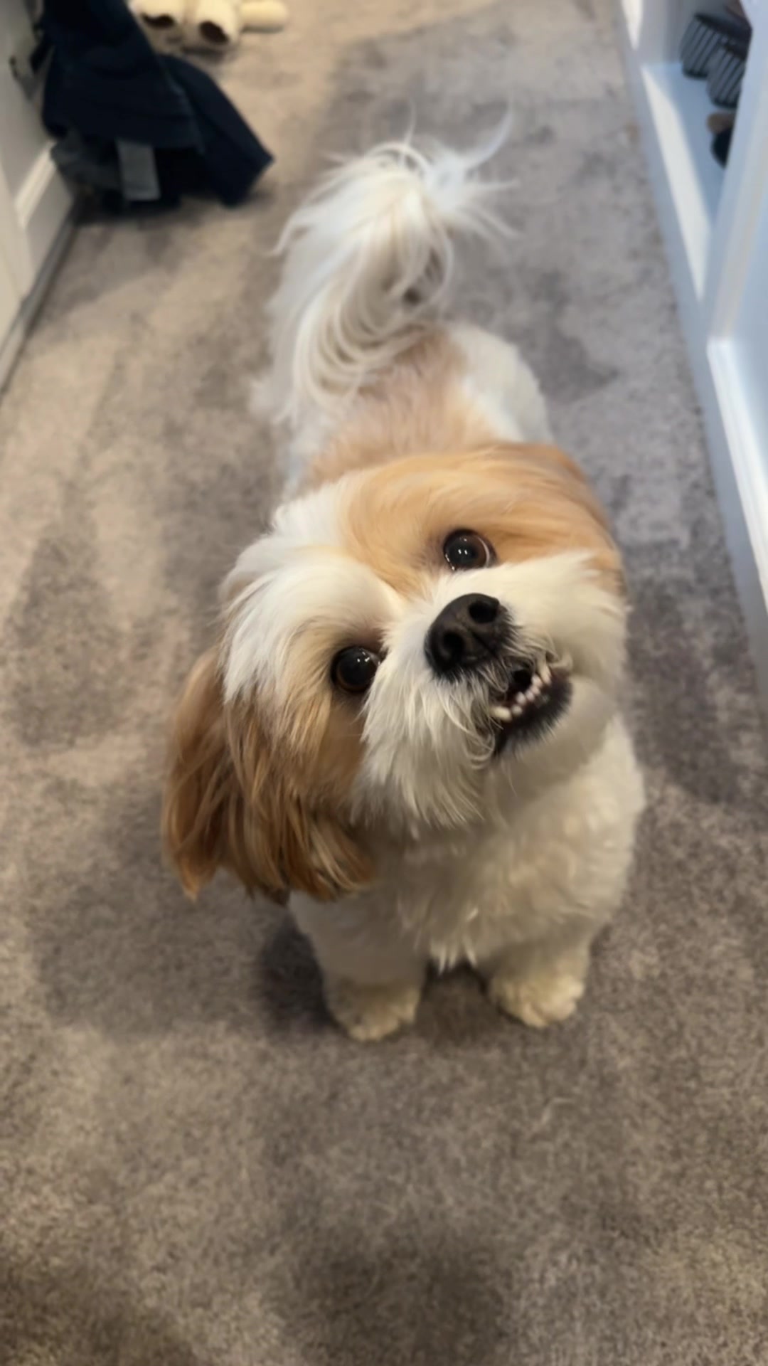 @Bear & Pearl 🐶 🐕&zwj;🦺