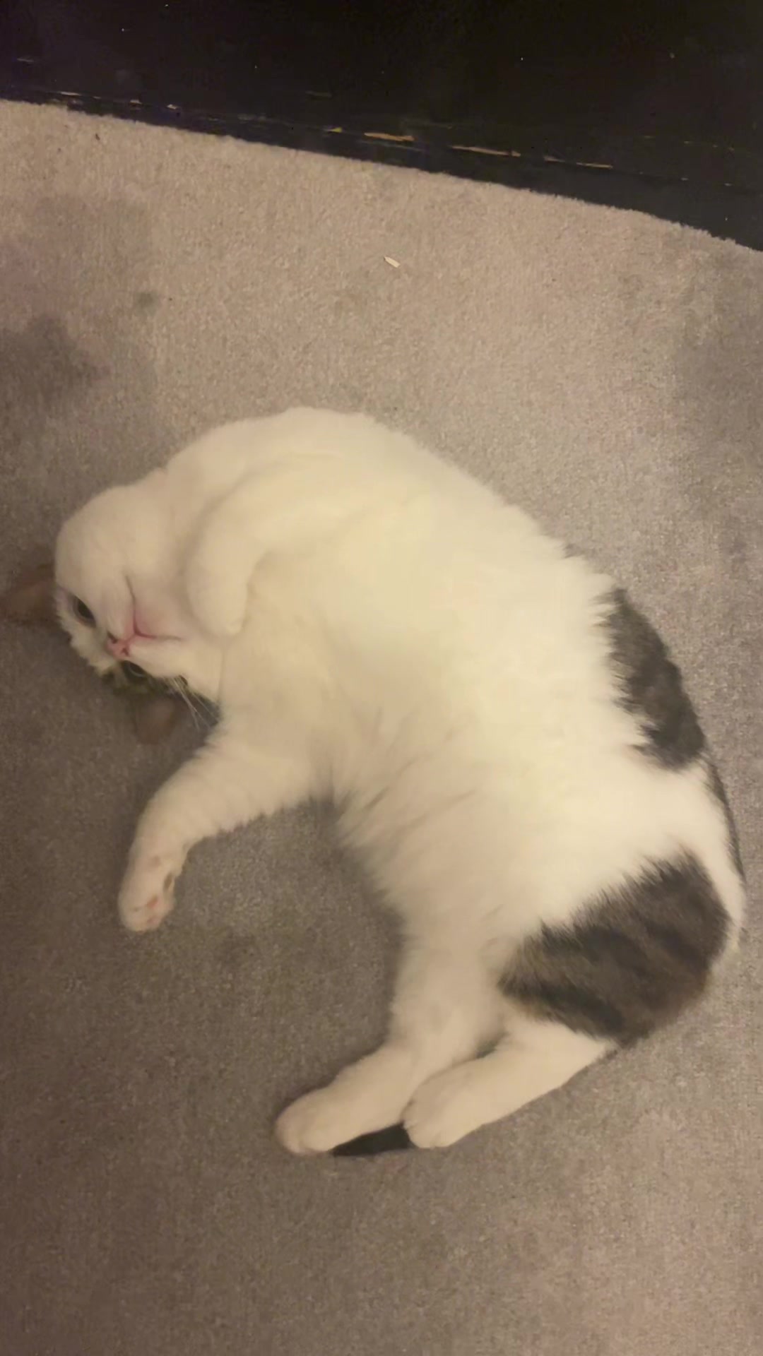 @solarsodaaa