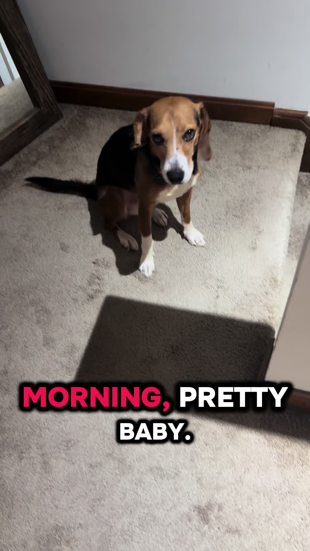 @ThatBeagleGus