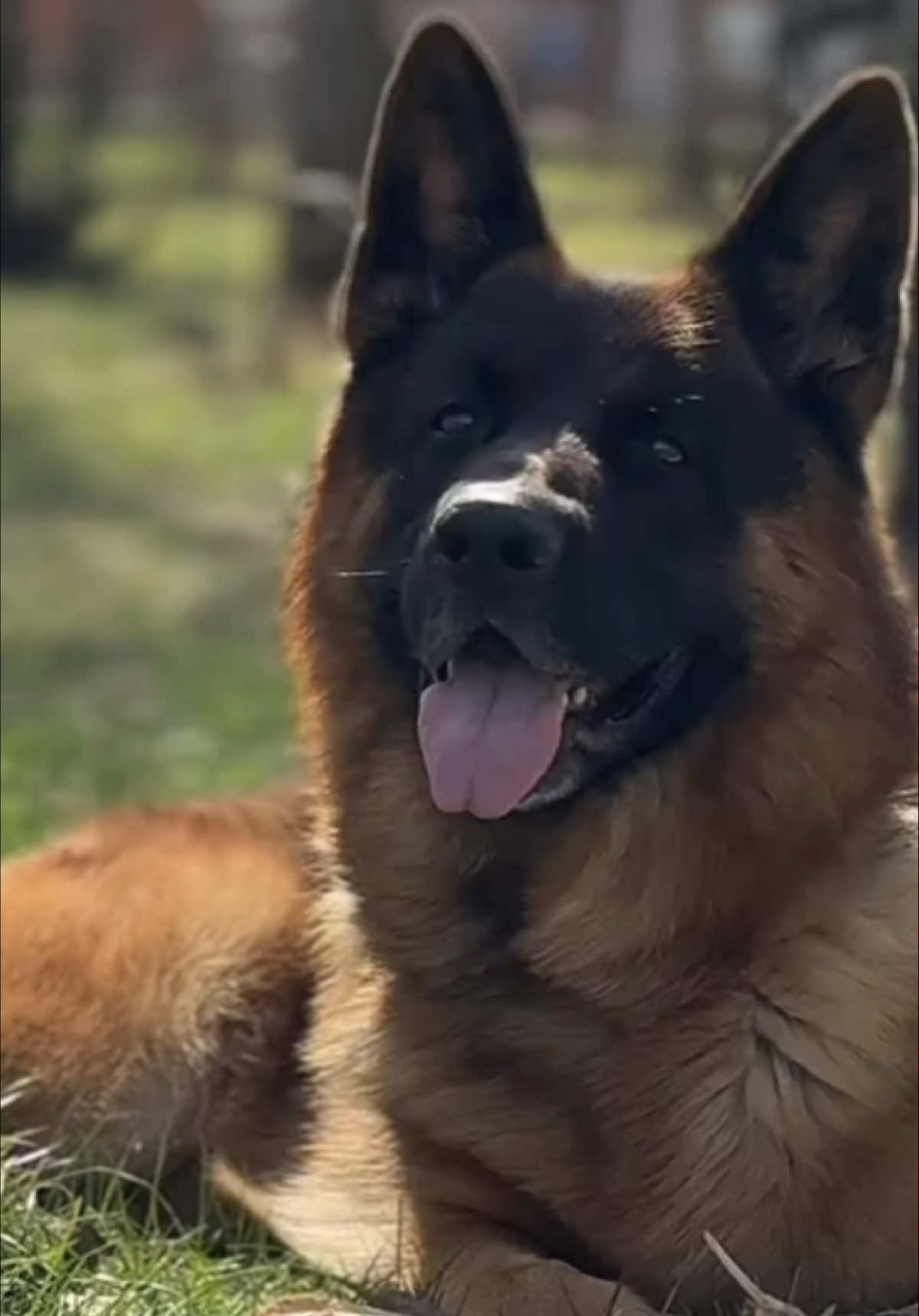 @Пушистики🐶