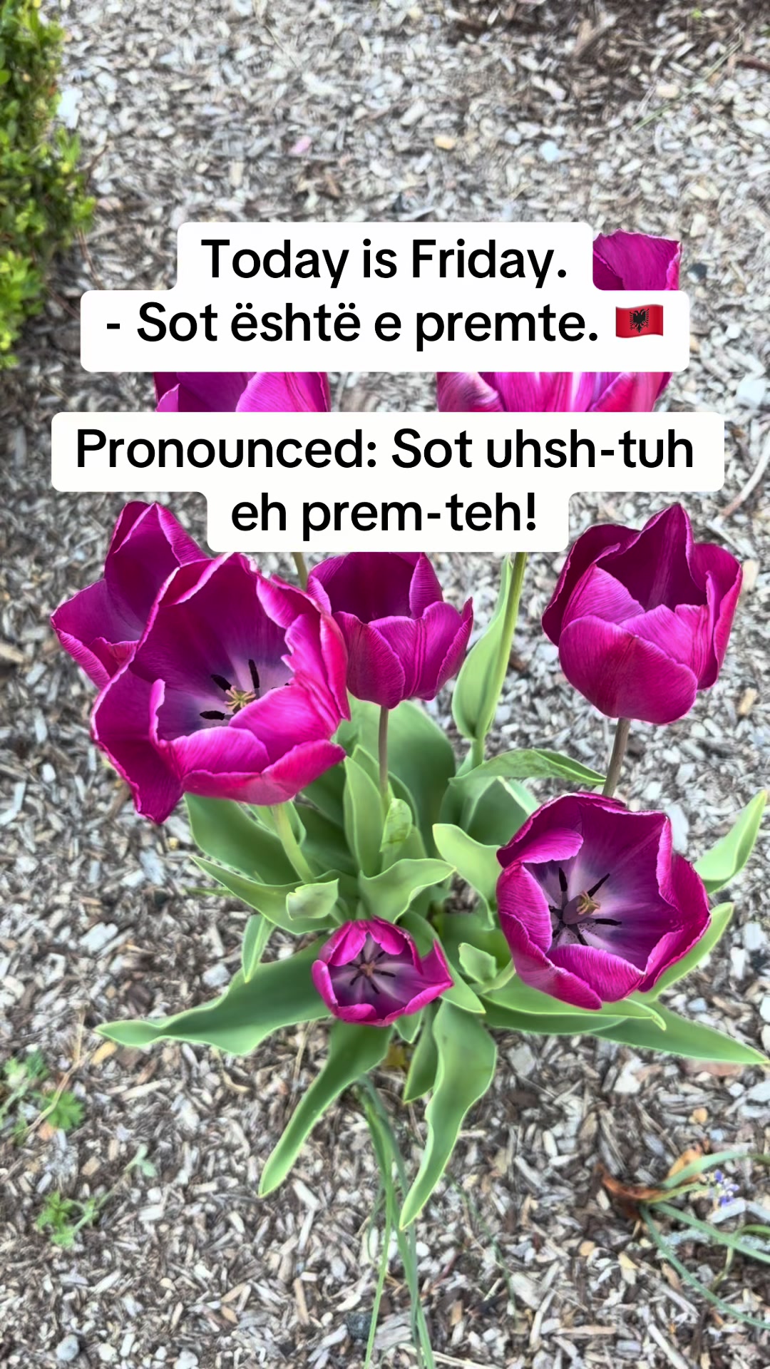 @Albana