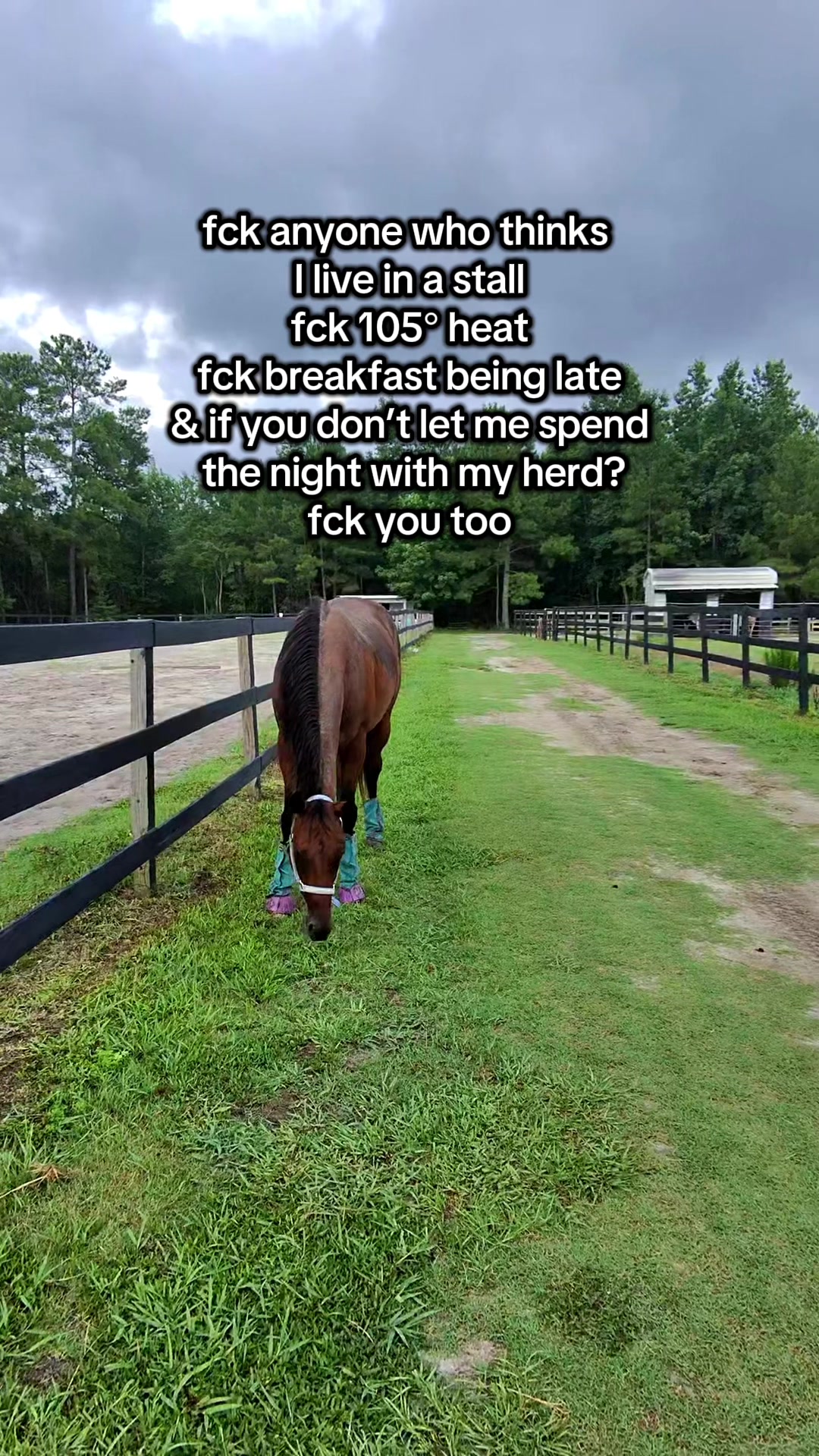 @Lacy & Shooter the OTTB