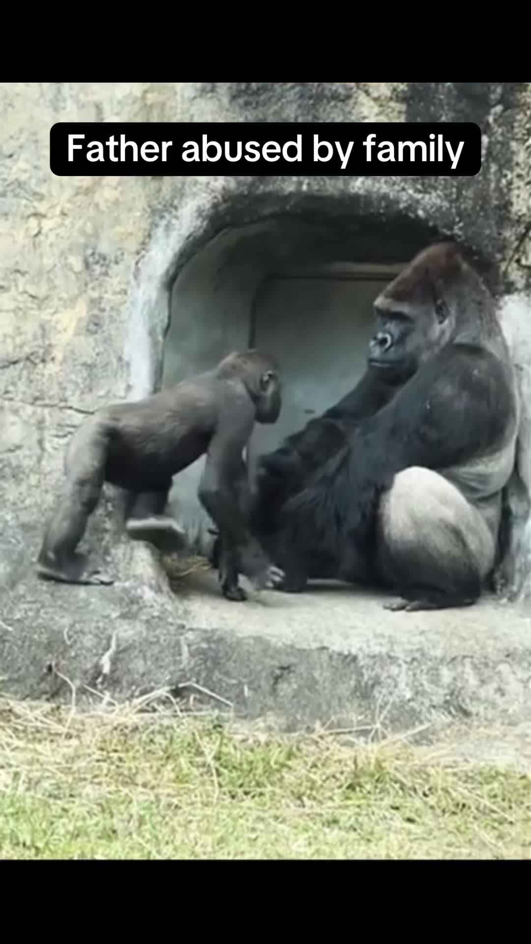 @Awesome gorillas