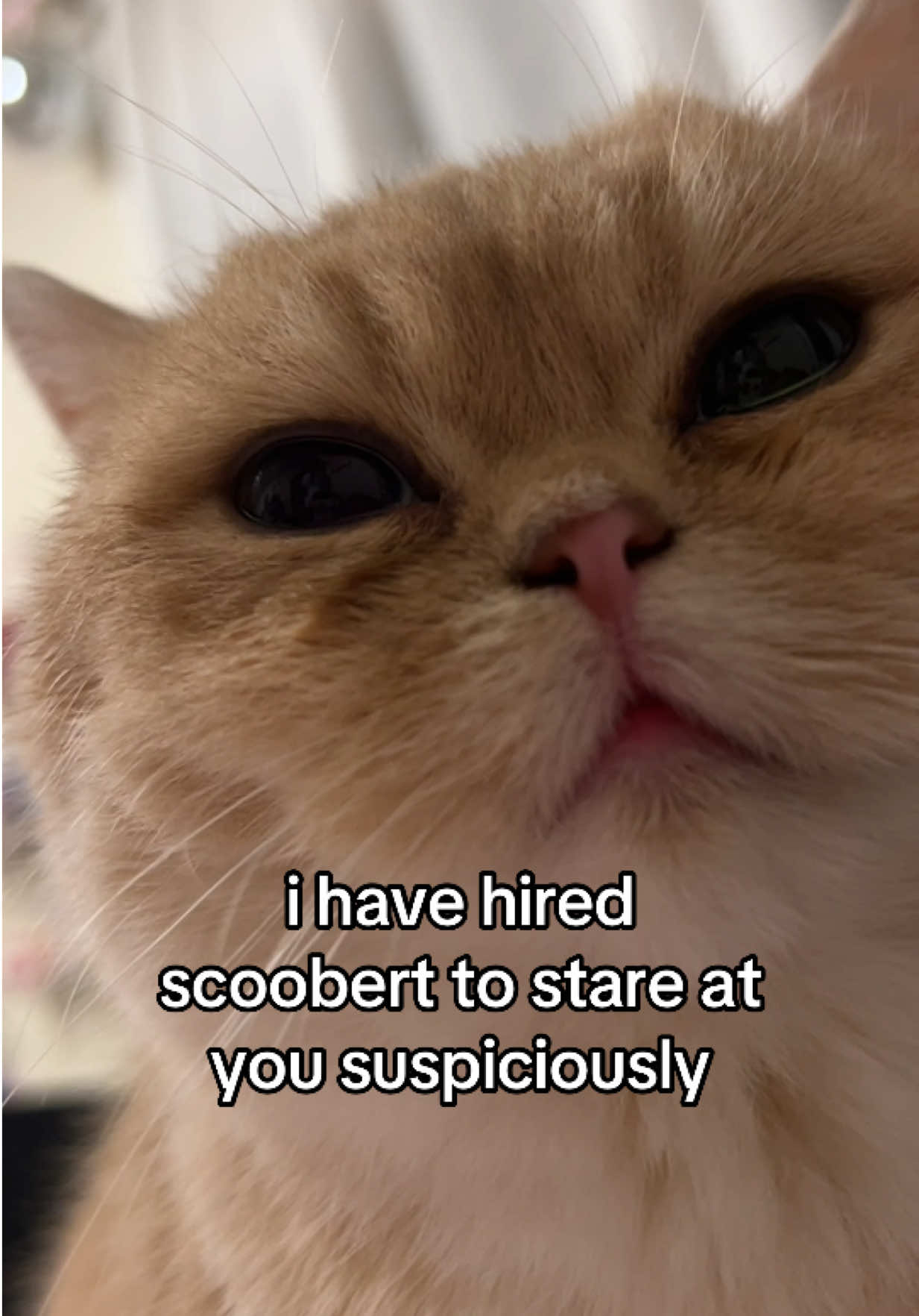 @honey butter chicken biscuit