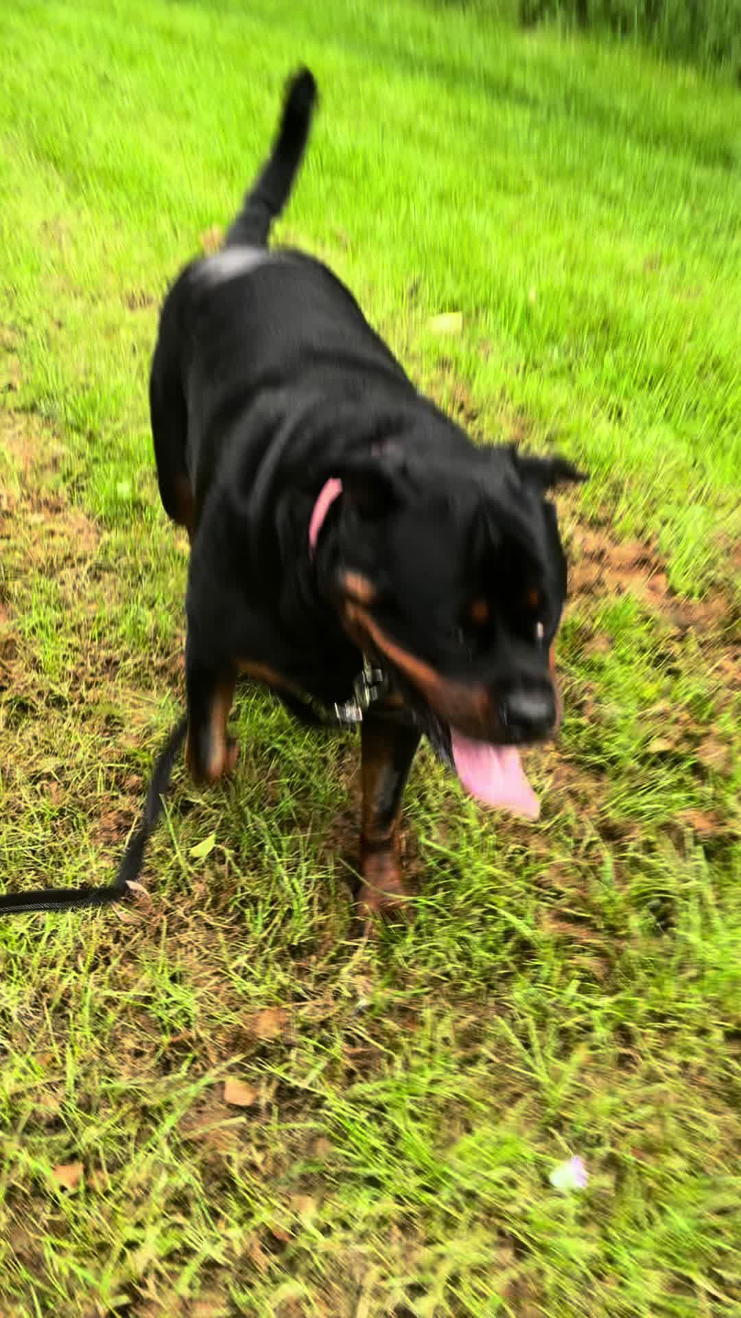 @❤️Rottiexena❤️Rottweiler Dog