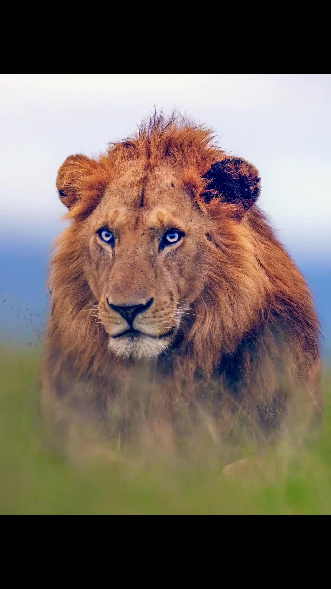 @Guzzicar🦁