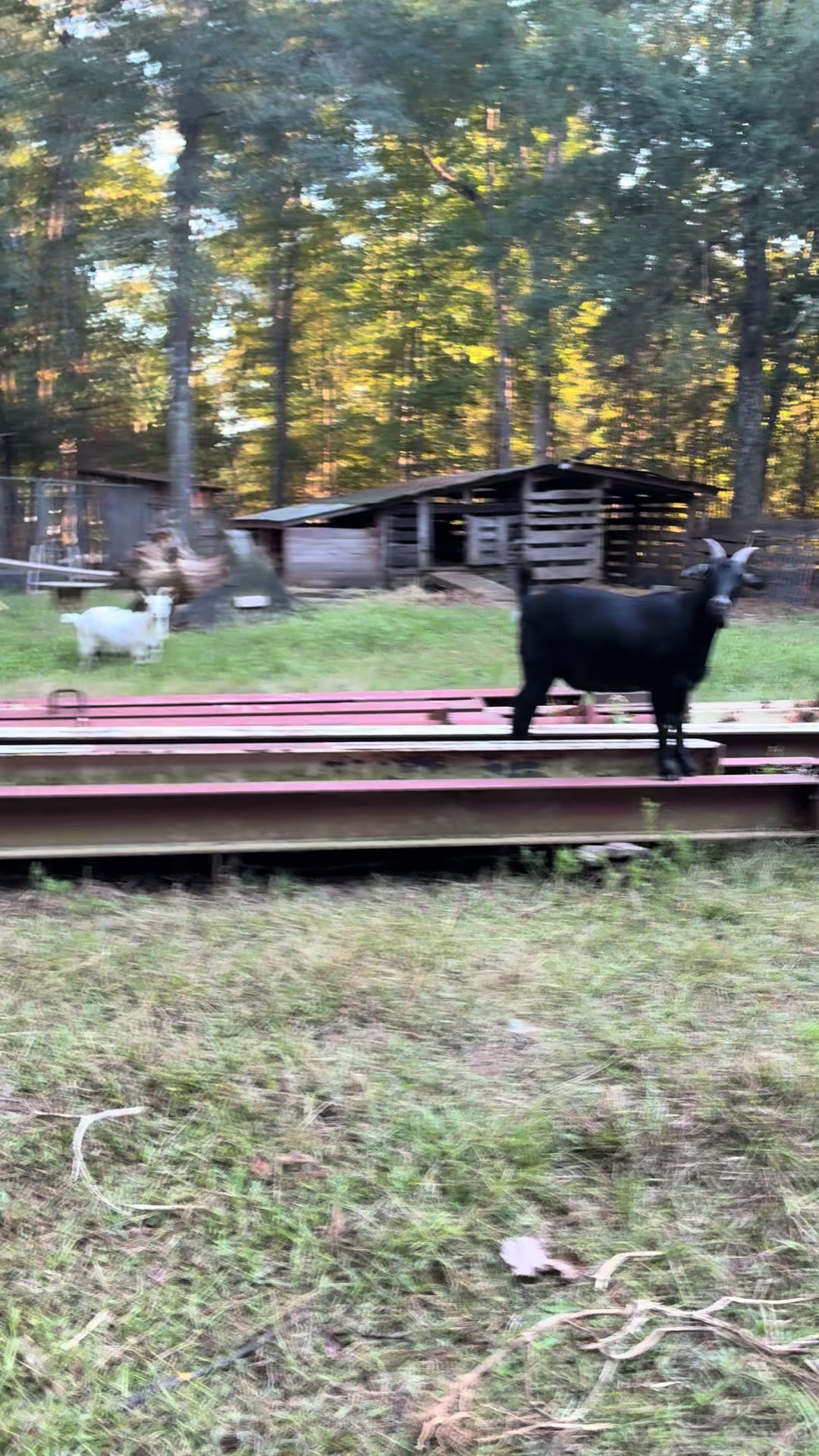 @Gray Acres Homestead