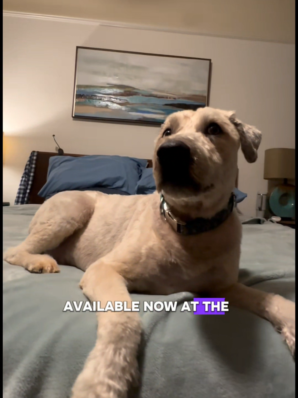 @The Belly Rub Hub