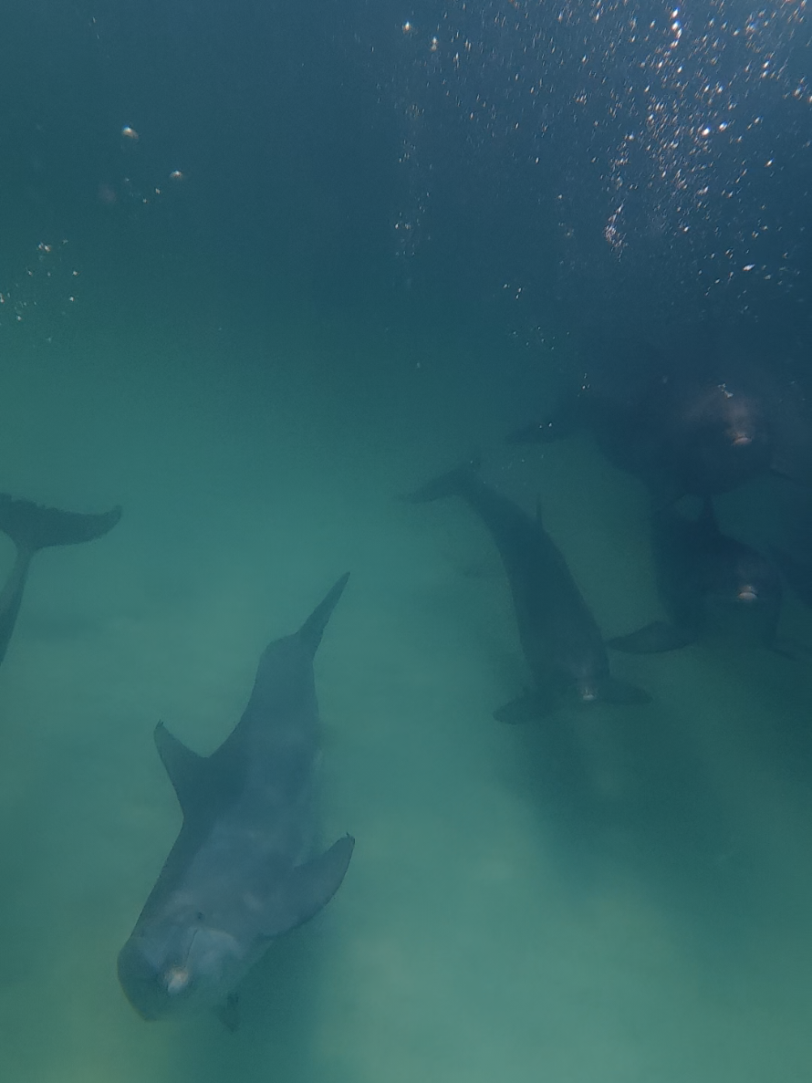 @Shell Island Dolphin Tours LLC