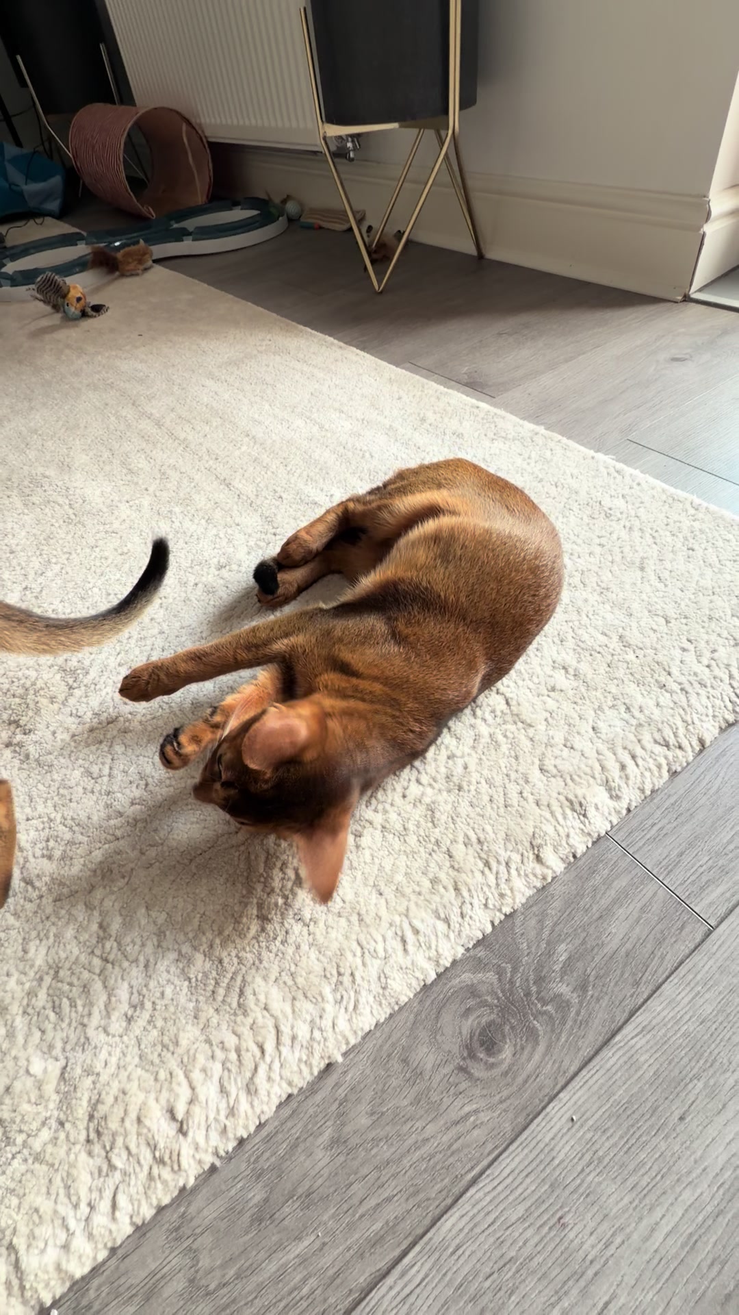 @Abyssinian cat UK