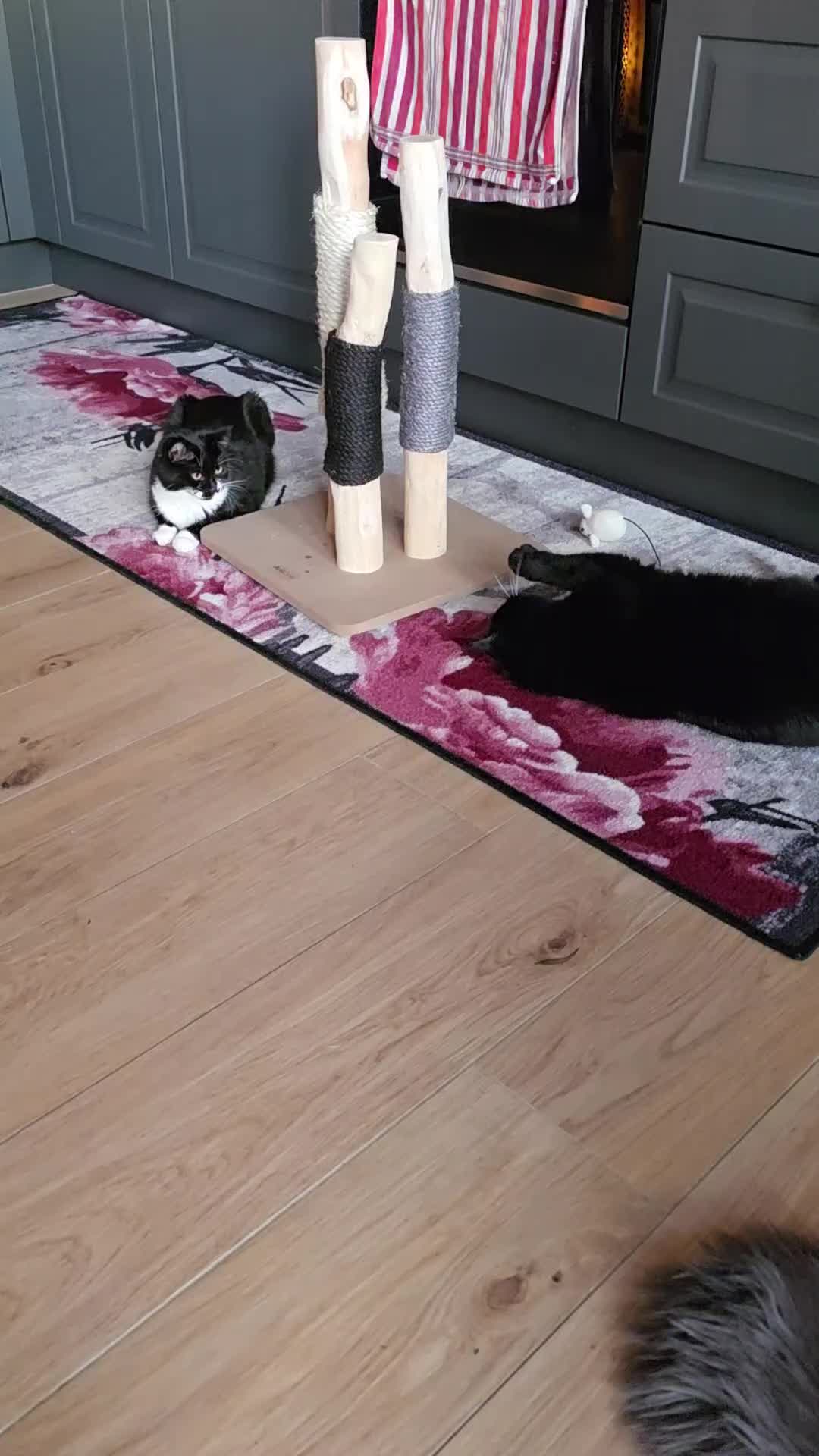 @diana🐱🐈🐈🐈