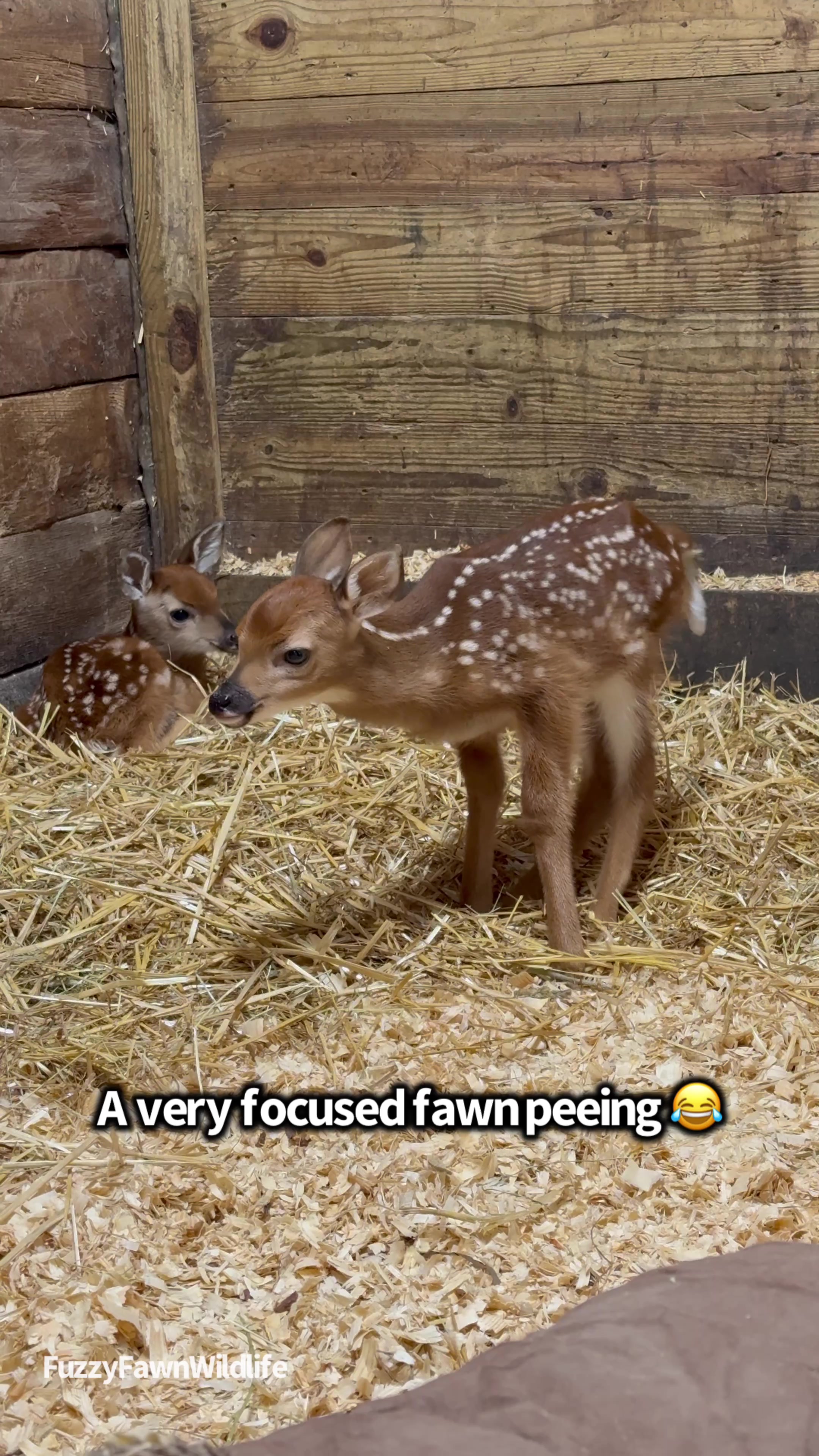 @Fuzzy Fawn Wildlife