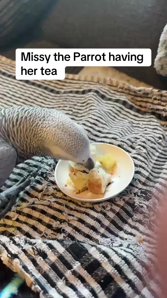 @Norman and Missy the Parrot