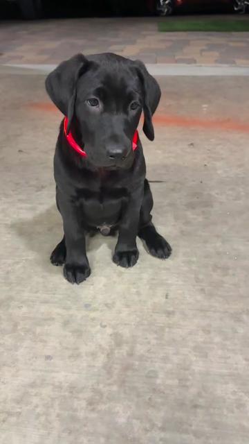 @TheadventuresofBronx&Boone