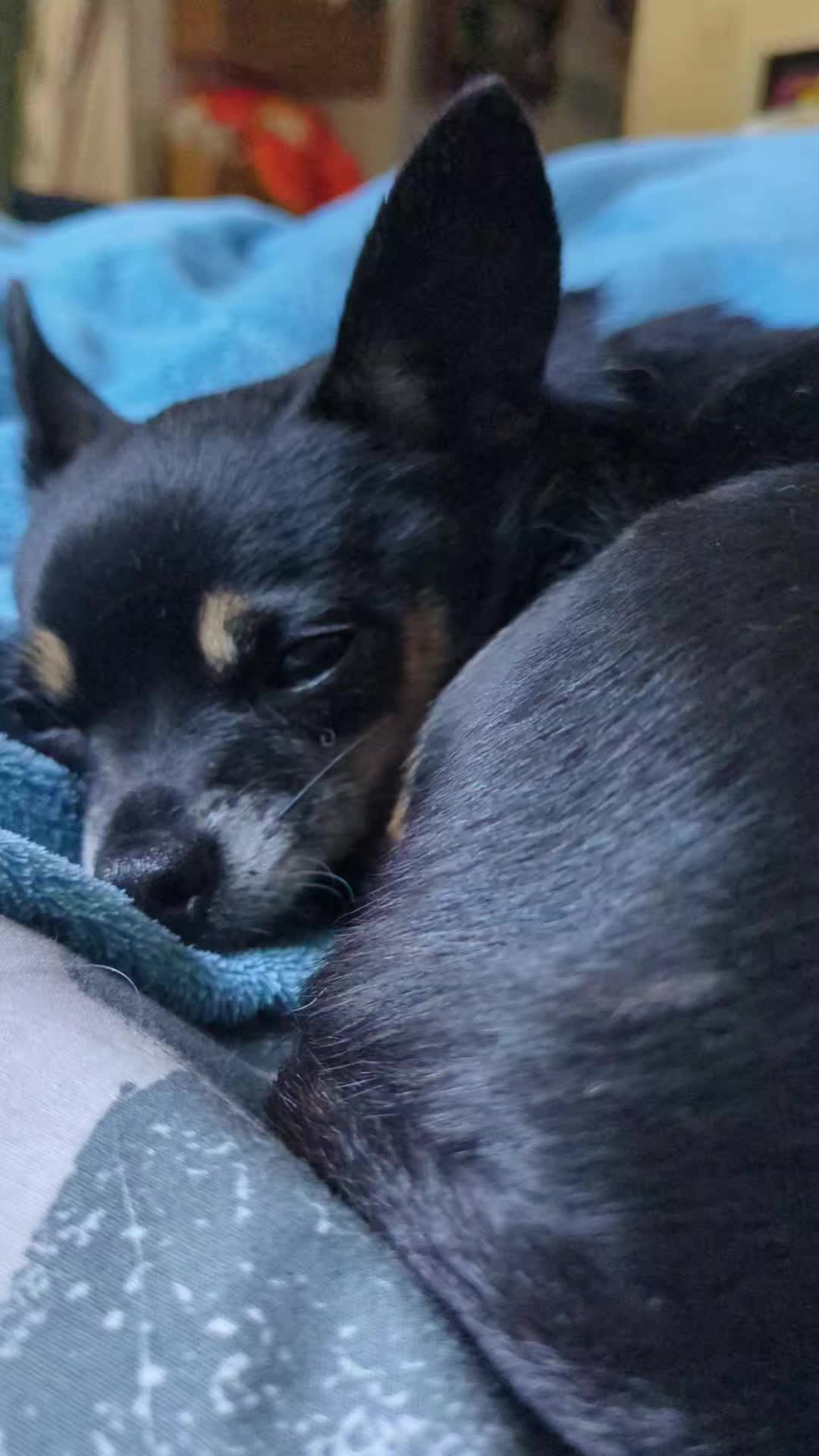 @Casper the Chichi 🐾
