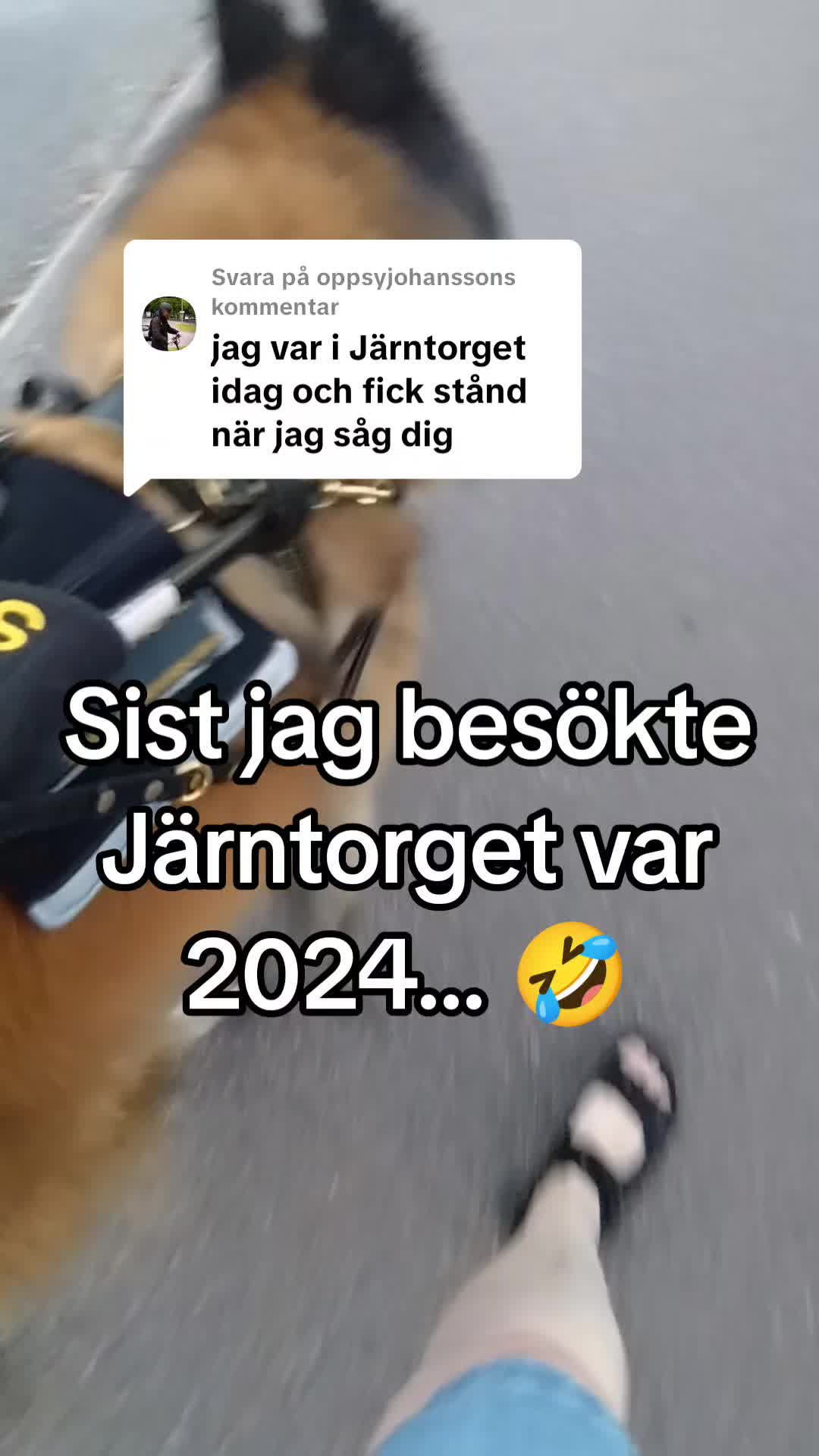 @Fenix-Tervueren AssistanceDog