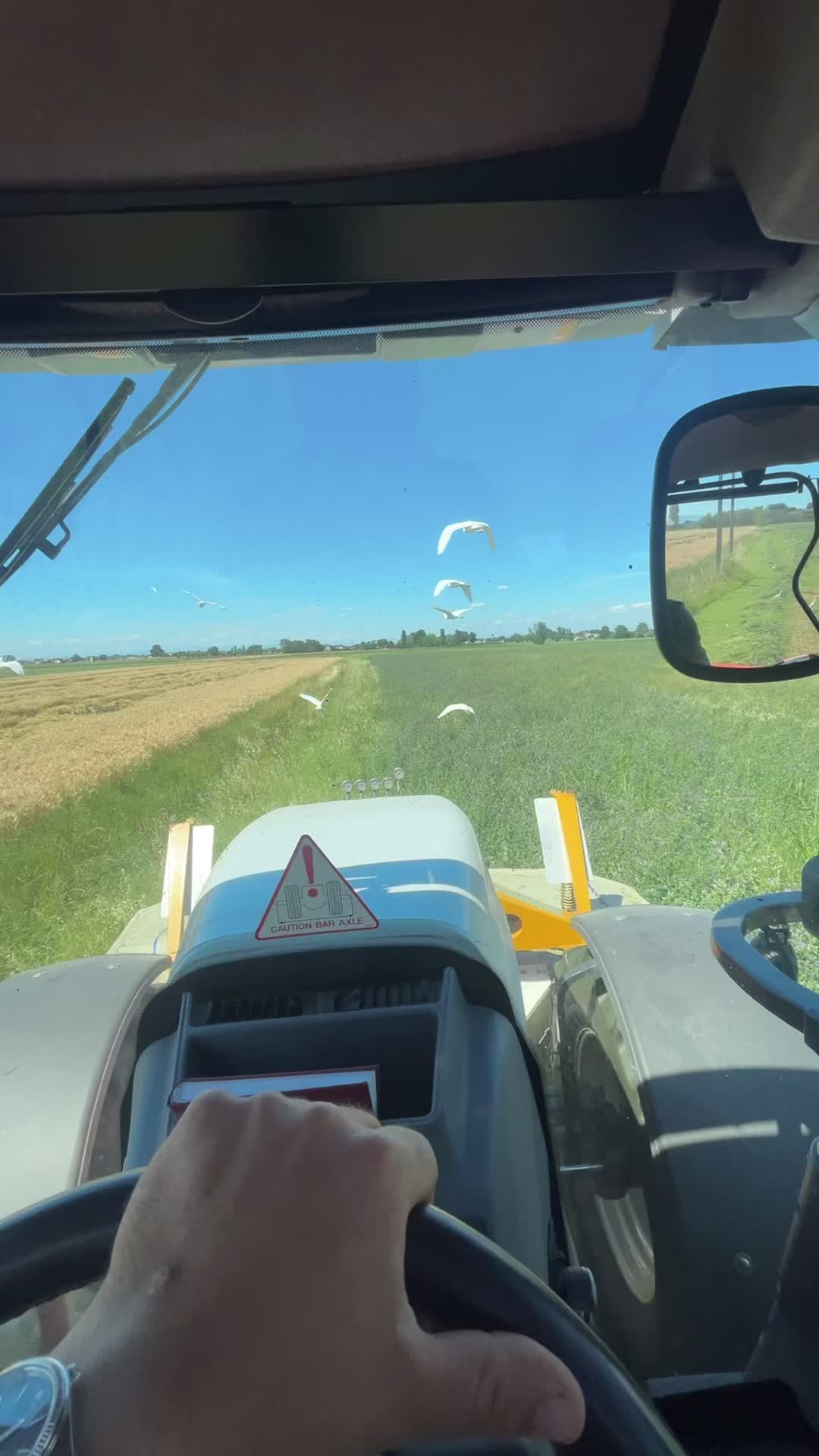 @Mirko Farmer