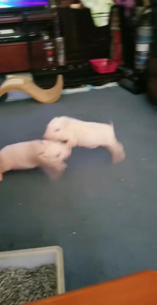 @auraful_animals