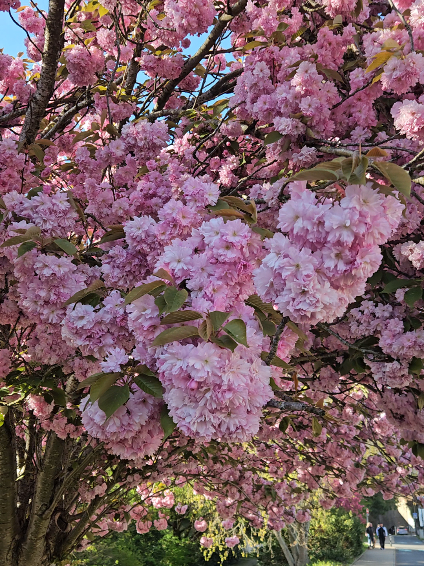 @𝕋ℝ𝕀ℕℂ𝕆 𝔾𝕆𝔹𝕀 ♡